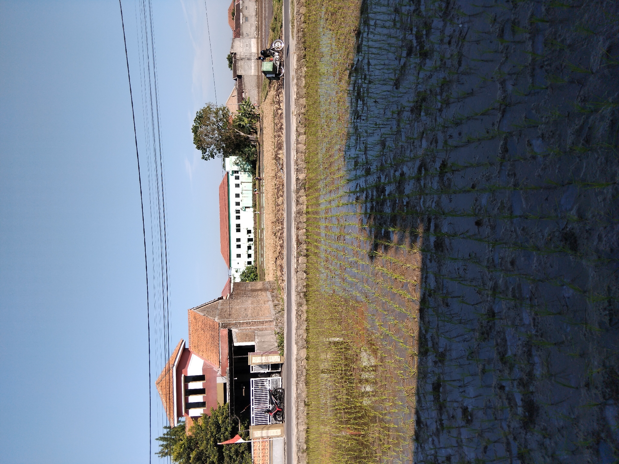 The image depicts a rural scene in Papahan, Indonesia, under a clear blue sky. In the foreground, a flooded rice paddy displays rows of young rice plants, with their reflections shimmering on the water's surface. A stone wall separates the paddy from a paved road.
On the road, a red motorcycle is parked in front of a two-story house with a red tiled roof. The house has a white gate and an attached brick wall. Further down the road, a person on a motorcycle with a green crate is visible.
In the background, several buildings are present. One building is a long, light green structure with multiple windows. Adjacent to it, a larger building with a red tiled roof is partially visible, and beyond that, a walled compound. Trees are scattered throughout the landscape, with a prominent one near the green building. Power lines stretch across the upper portion of the image.