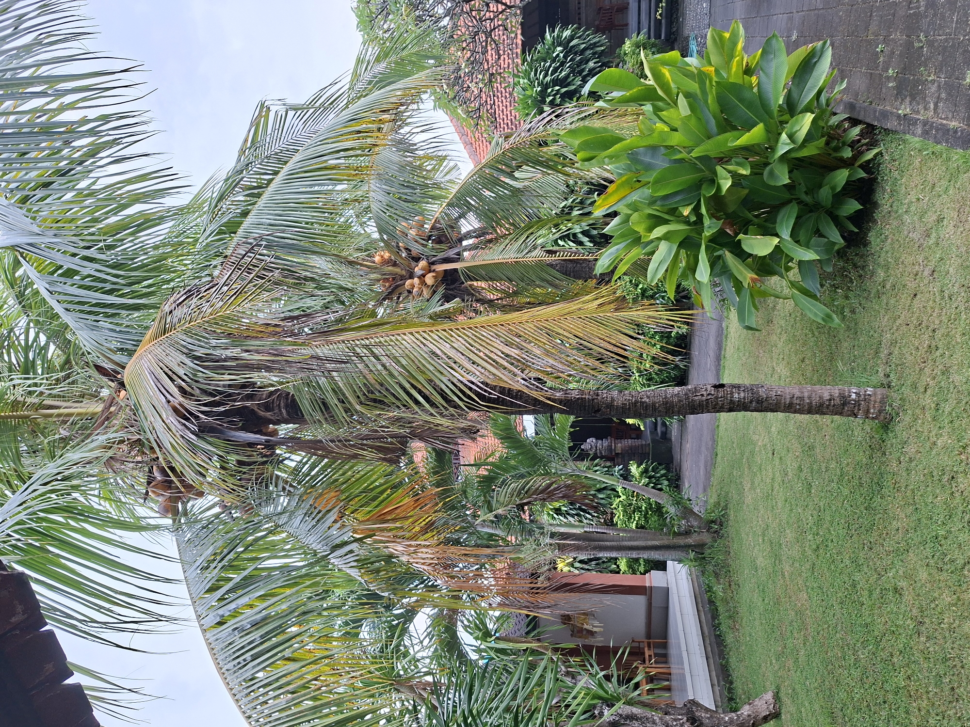 The image displays a vibrant outdoor scene, likely a garden or resort area, characterized by lush tropical vegetation under a bright, overcast sky. The primary subject is a tall coconut palm tree, laden with several clusters of ripening yellow-brown coconuts near its crown. Its large green fronds fill a significant portion of the frame, with some showing hints of yellow or brown, suggesting some natural aging or sun exposure.
In the background, on the right side of the palm tree, a section of a building with a red-tiled roof and dark wooden eaves is visible, partially obscured by dense green foliage. To the left and behind the main palm, another, smaller palm tree can be seen, along with other leafy green plants.
The ground is covered with neatly maintained green grass, stretching from the foreground towards the background where a paved pathway or walkway is discernible. Adjacent to the pathway, a border of dark grey concrete blocks is visible. On the far left and lower part of the image, the edge of another structure, possibly a building with light grey walls and an open-air area featuring dark wooden furniture, peeks into view.
The scene appears to be set during the daytime under bright, diffused light, possibly a cloudy day. There are no people visible, and no specific activity is taking place, presenting a tranquil, static view of a tropical landscape. No visible text is present in the image. The overall impression is one of a well-kept, tropical environment consistent with the given location context of Kuta Selatan, Indonesia.
