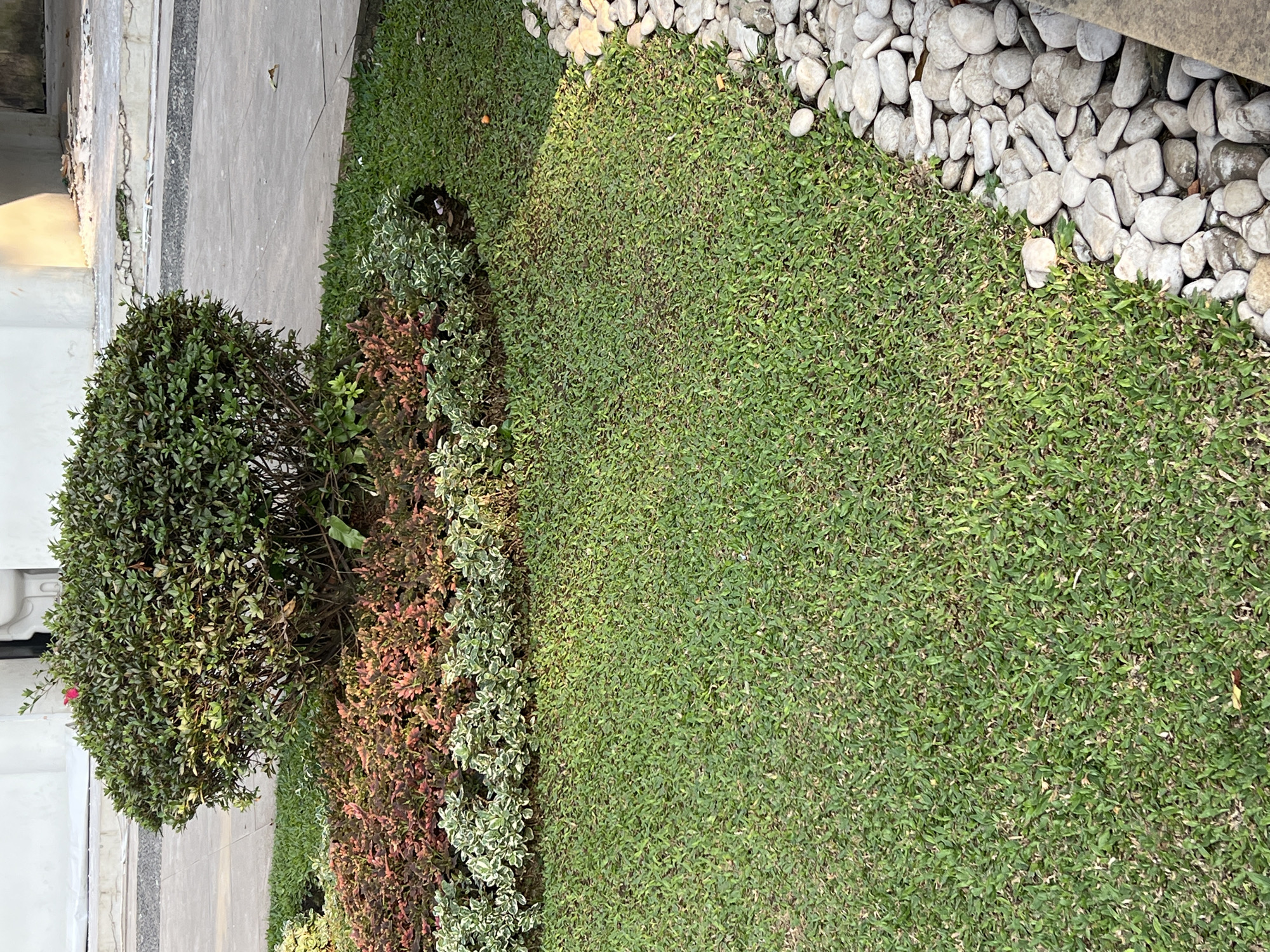 The image depicts a manicured garden area in what appears to be a residential or commercial outdoor space. The foreground is dominated by a neatly trimmed lawn, bordered on the right by a bed of smooth, light-colored river stones. In the mid-ground, there is a circular garden bed planted with a variety of low-lying plants. A dense, rounded green shrub with small dark green leaves is the central feature of this garden bed, with a single pink flower visible at its top. Surrounding the shrub are plants with variegated leaves in shades of green and white, and in front of those are plants with reddish-brown and green leaves. In the background, a concrete walkway and the base of a light-colored building or wall are visible. The lighting suggests it is daytime, with shadows indicating sunlight. The overall impression is one of careful landscaping and maintenance. The location is stated to be in Bandung City, Indonesia.