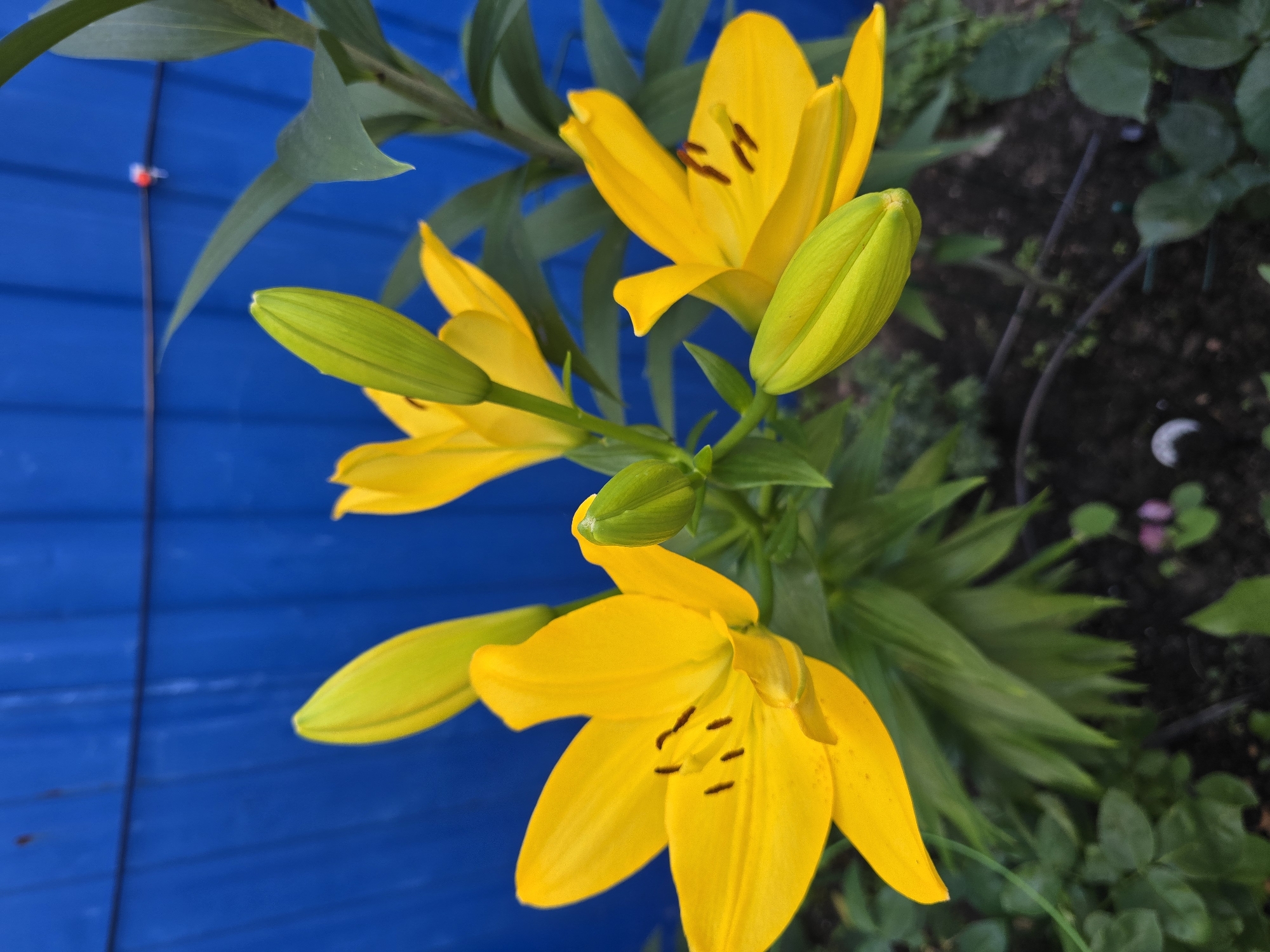 This media file shows a close-up, eye-level shot of several bright yellow lily flowers and their green buds, set against a vibrant blue, horizontally slatted background. The flowers are in various stages of bloom, with some fully open, revealing dark brown stamens, and others still tightly closed as buds. Lush green leaves and stems are interspersed throughout the frame.
The background appears to be a wooden fence or wall painted a striking blue. To the right of the flowers, the scene transitions to a darker, out-of-focus area of soil and greenery, suggesting a garden setting. The lighting suggests it is daytime, possibly with bright sunlight given the vibrancy of the colors and the clear detail.
There is no text visible in the image. The overall impression is one of natural beauty and cheerful colors, highlighting the delicate structure of the lilies and the contrast with the bold blue backdrop. The location context places this scene in Sofiivska Borshchahivka, Ukraine.