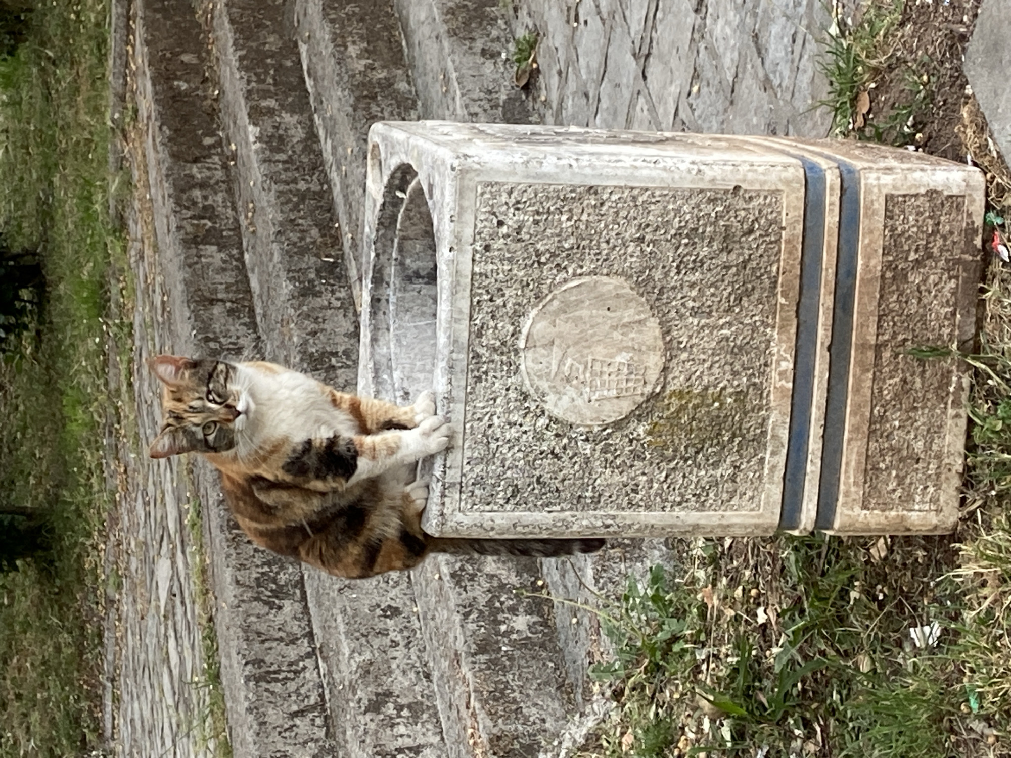 A calico cat sits on a concrete structure with arched openings, located next to stone steps in an outdoor environment with grass. The structure has a circular indentation with symbols. The scene is located in Budva, Montenegro.