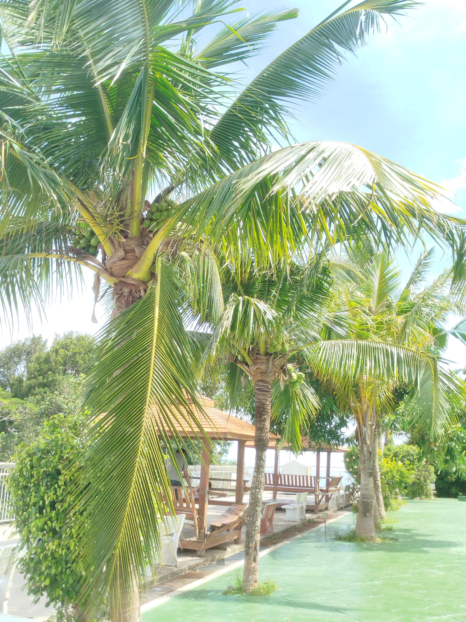 A perspective shot captures a bright, sunny outdoor scene in Karon, Thailand, featuring several mature coconut palm trees with green coconuts on their trunks. The fronds of the palm trees dominate the upper portion of the frame, casting dappled sunlight onto the scene below. To the right, a bright green paved area, possibly a poolside or walkway, extends towards the foreground. In the middle ground, a wooden gazebo with a brown roof is visible, containing several wooden benches. The gazebo area is lined with concrete and surrounded by lush green foliage. A white fence separates the paved area from the gazebo and foliage. The sky above is a clear, pale blue with a few wispy white clouds. The overall impression is one of a tranquil, tropical resort setting.