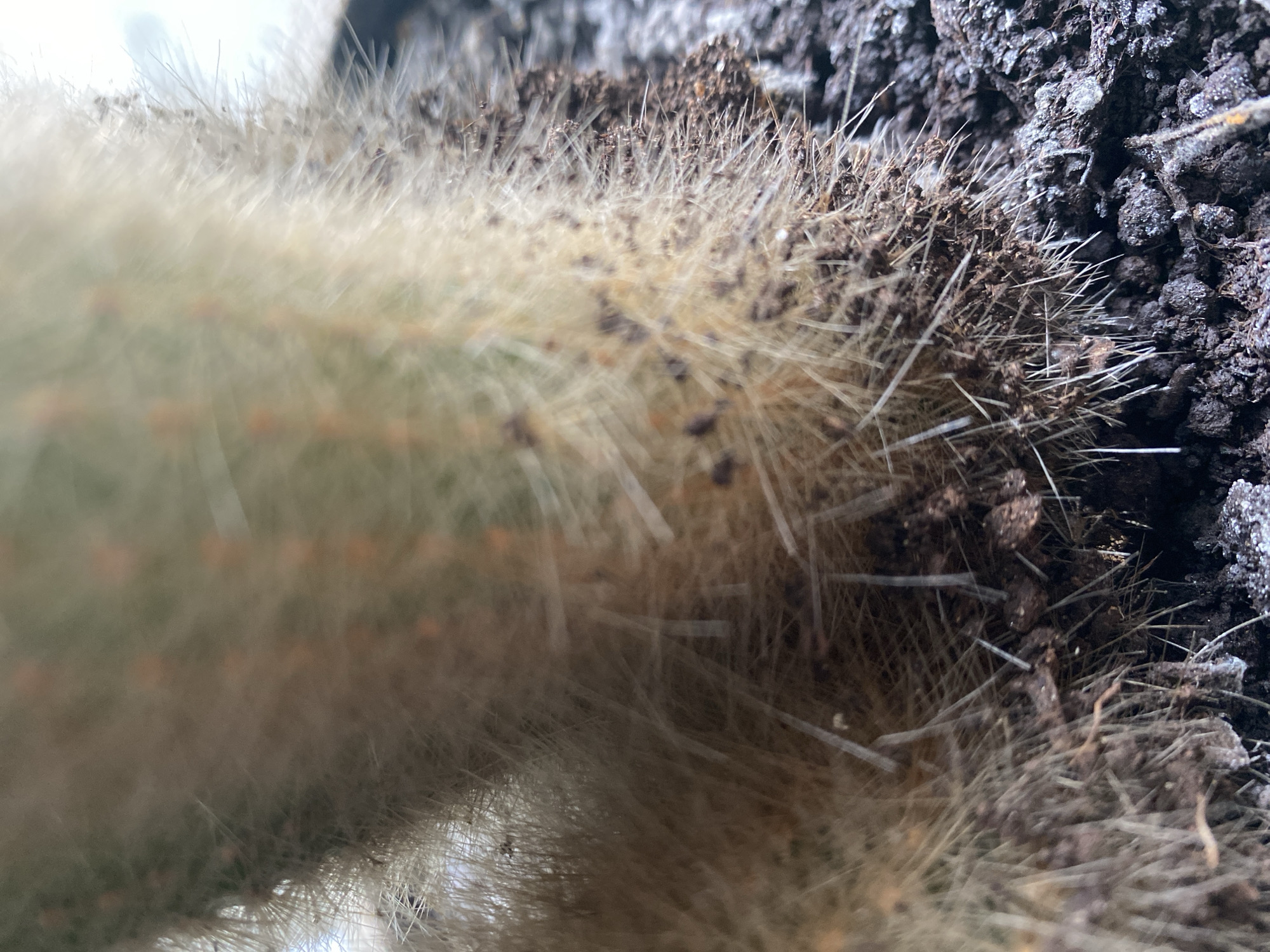 A close-up, low-angle shot focuses on the base of a fuzzy cactus plant potted in dark, granular soil. The cactus stem is covered in dense, light-colored spines interspersed with small orange dots. The soil appears dry and clumpy, with some larger, lighter-colored particles mixed in. The lighting suggests an outdoor environment, possibly in the city of Им. Коняшина Снт, Russia, given the location information. No people or actions are depicted.