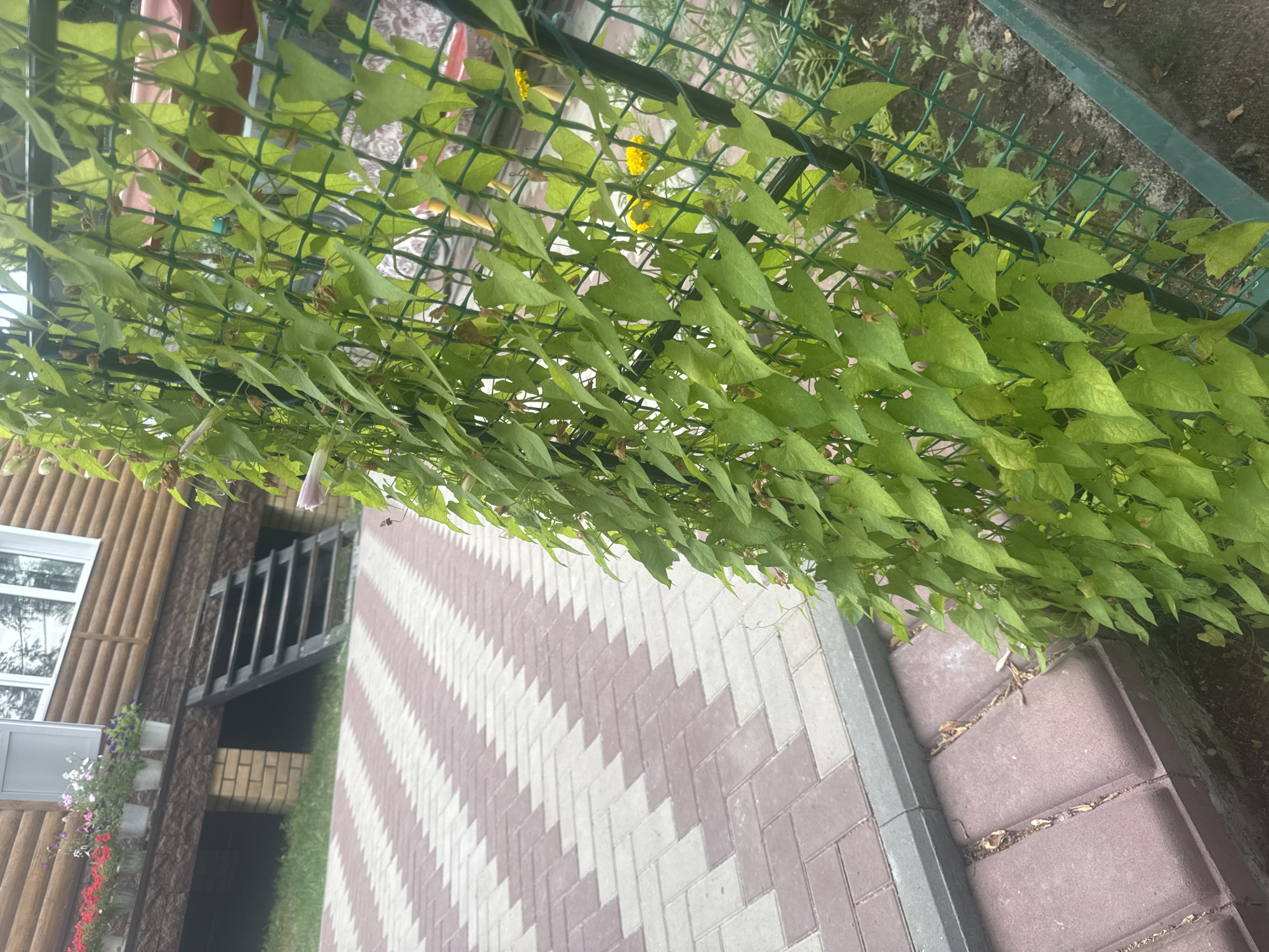 This image shows a close-up of a climbing plant with green heart-shaped leaves growing on a green metal trellis. Behind the plant, there is a paved walkway made of interlocking bricks in a pattern of alternating red and white. Further back, a wooden house with brown siding and white trim is visible, with a set of dark wooden stairs leading down to the ground. There are flower pots with red and pink flowers on the porch of the house. The scene appears to be an outdoor setting, possibly a residential yard in Surgut, Russia.