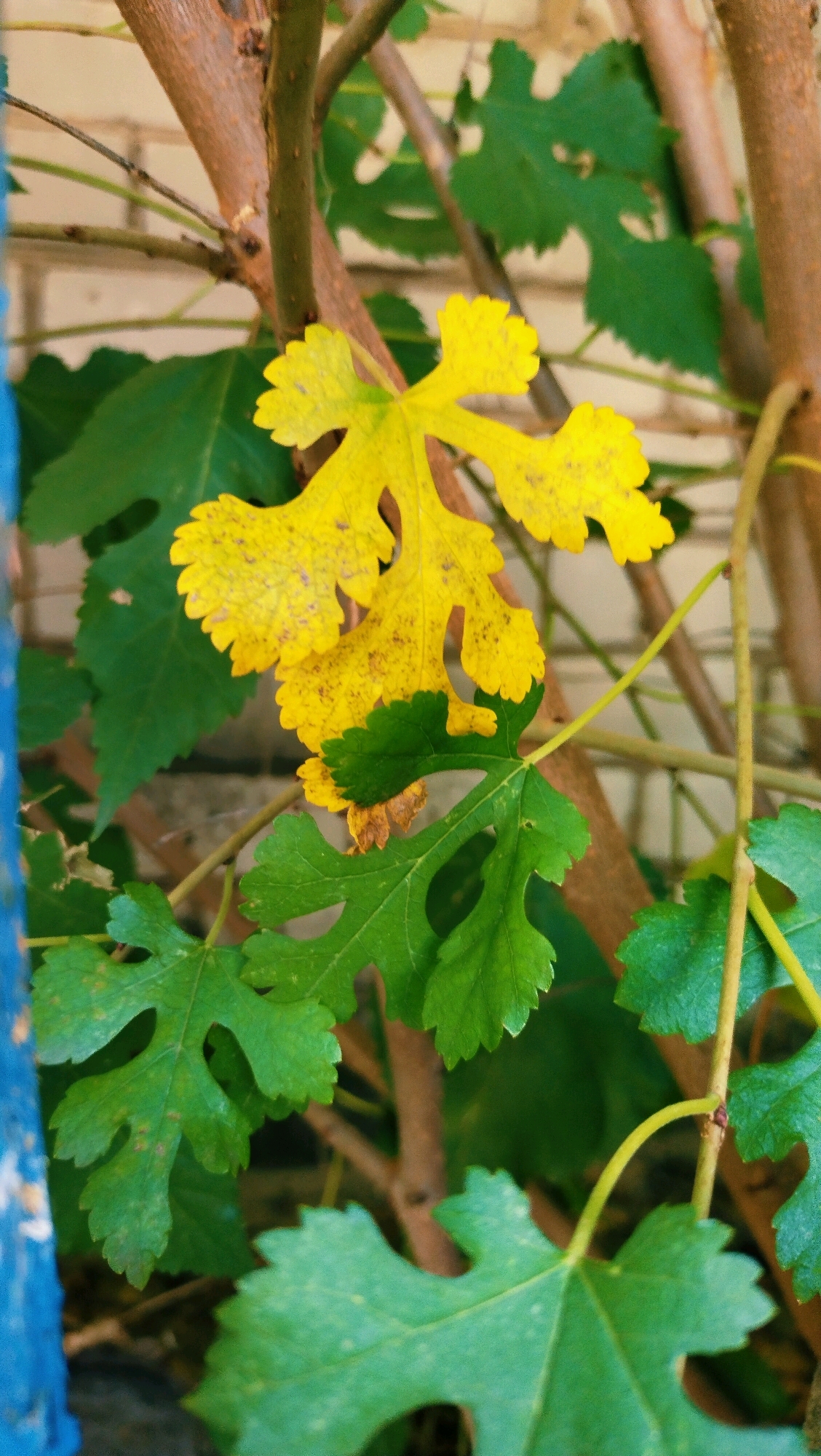 The image is a close-up, vertical shot of a plant with distinctive lobed leaves, some of which are bright yellow and others are green. The yellow leaves appear to be in a state of autumn senescence, with small dark spots visible on their surface. The plant has several brown woody stems and thinner green stems. In the background, a light-colored brick wall is partially visible, suggesting an outdoor setting. A small section of a bright blue object is visible on the left edge of the frame. The overall impression is of a plant in a garden or natural setting, possibly near a building. The image does not contain any people or discernible actions. The specific location in Horishni Plavni, Ukraine cannot be determined from the visual information provided.