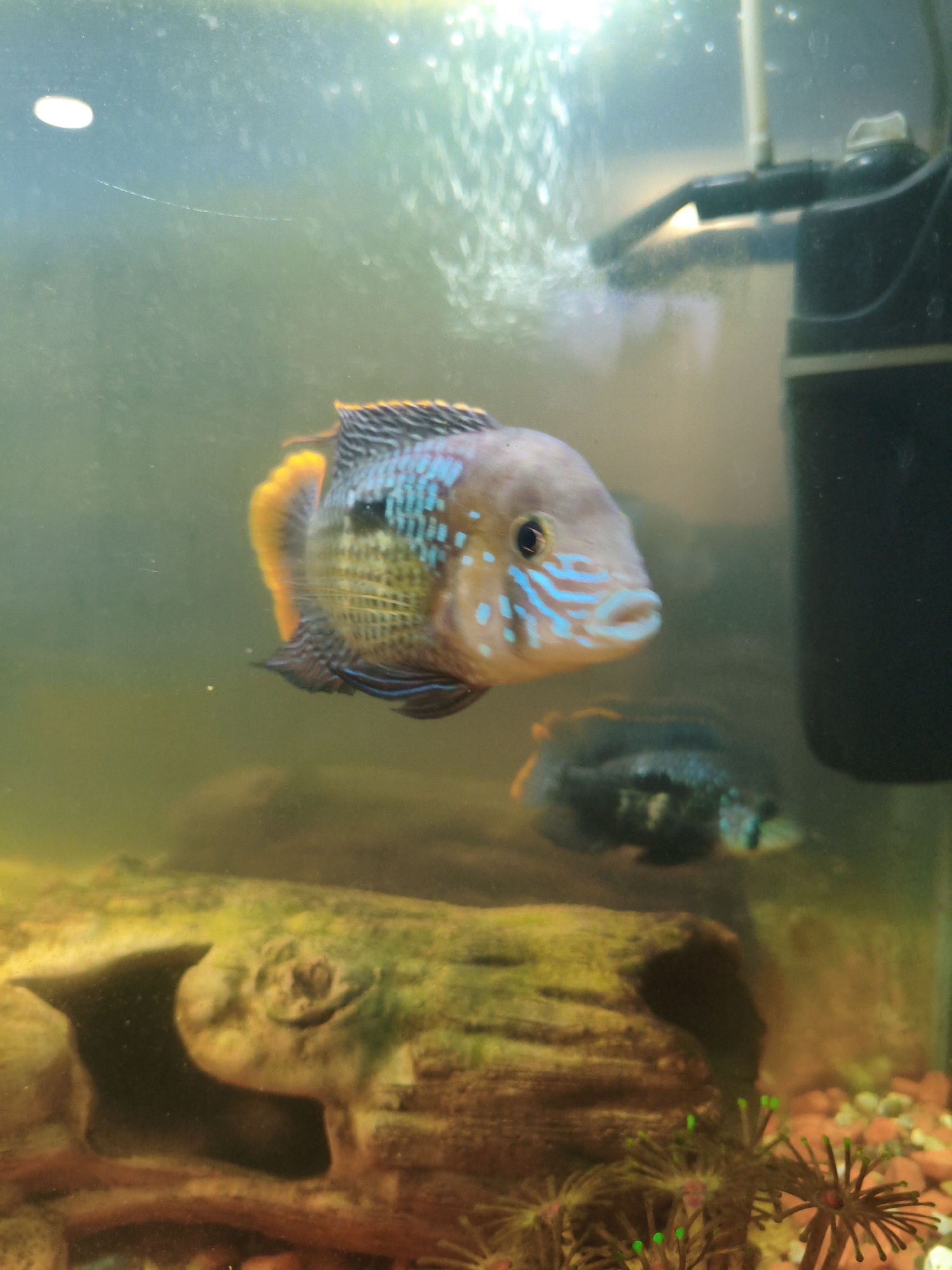 An aquarium contains two fish, with a green severum in the foreground and a smaller, darker fish in the background. The foreground fish has a gray body with blue stripes on its face and orange accents on its fins. A filter is attached to the back of the tank. A decorative log with a hole sits at the bottom, surrounded by red gravel and some artificial plants. The water is somewhat murky. There is no indication of this image being in Chaikovsky, Russia.