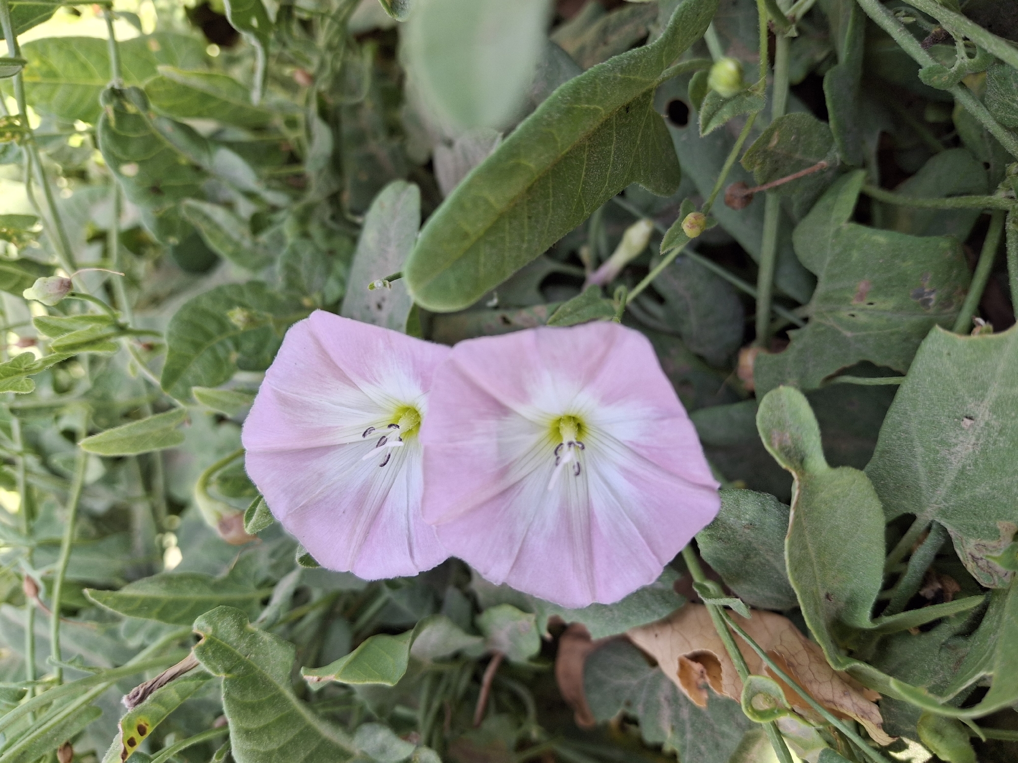 A close-up, eye-level shot captures two pink and white bell-shaped flowers with visible stamens and pistils. The flowers are situated amidst a dense growth of green foliage and some dry, brown leaves. The background is filled with more greenery and hints of diffused sunlight, suggesting an outdoor setting in a natural or garden environment. The image appears to be taken in Ko`kdala, Uzbekistan, given the context.