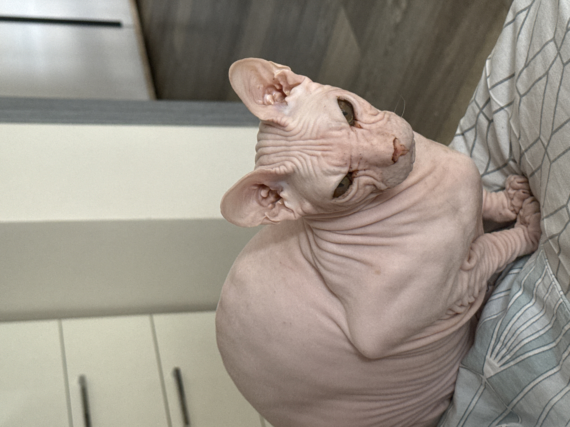 A hairless cat, likely a Sphynx breed, is depicted indoors. It is positioned on a patterned blanket or bedding, with a light-colored cabinet visible in the background. The cat's head is turned, displaying wrinkled skin and large ears. The background features a wall and what appears to be furniture. It's not possible to determine the location in Krasnoyarsk, Russia, from this image alone.