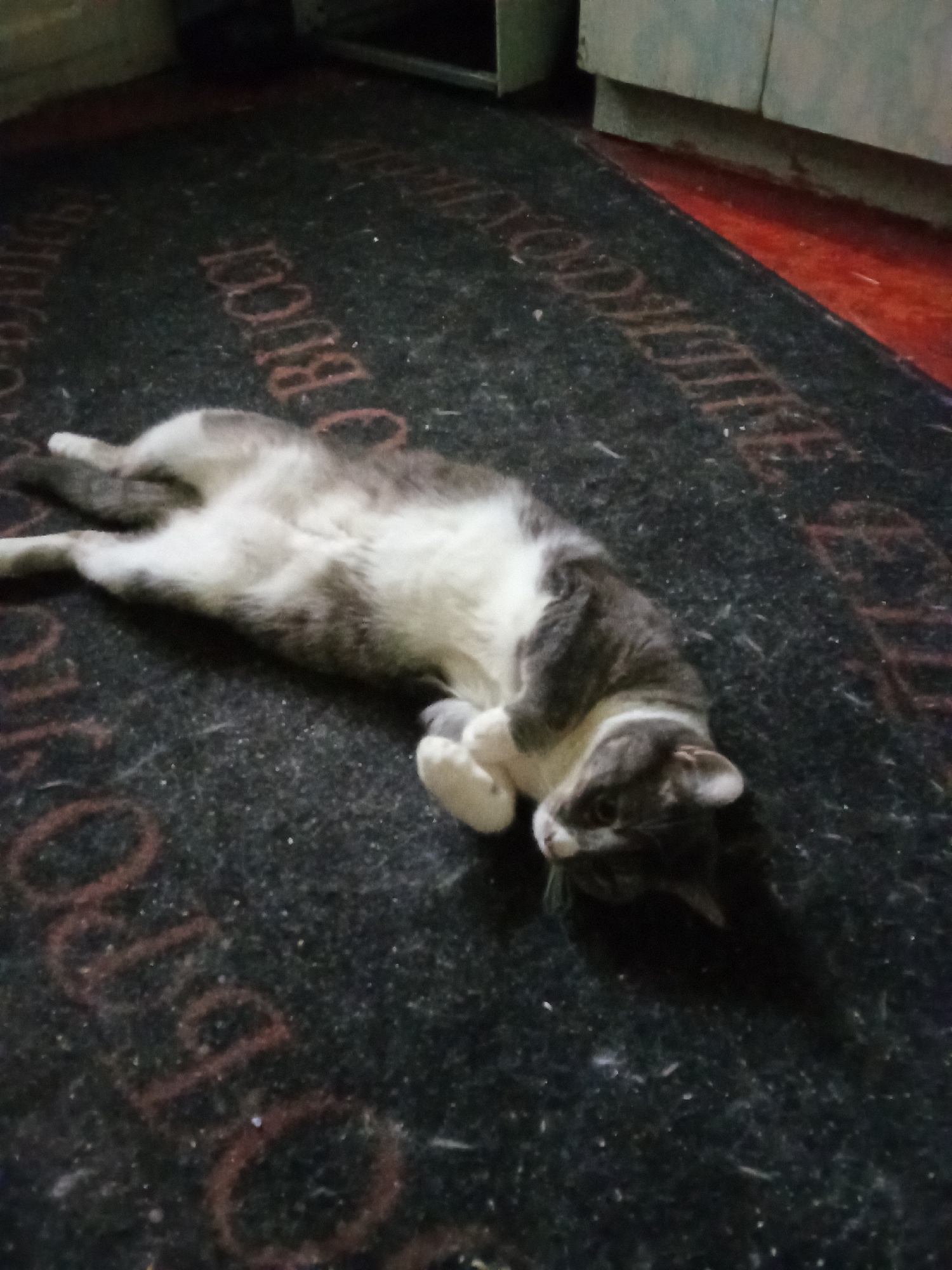 A medium shot captures a domestic cat, predominantly grey and white, sprawled on its back on a dark, textured rug. The cat's eyes are open, and its front paws are crossed, giving it a relaxed and comfortable appearance. The rug features a repeating pattern of red text, partially obscured by the cat's body and the overall image quality. The background is out of focus, with hints of wooden cabinetry and floor. The lighting appears to be dim and artificial, casting subtle shadows. The overall scene suggests an indoor environment. There is no information available to determine the location in Volgograd, Russia.