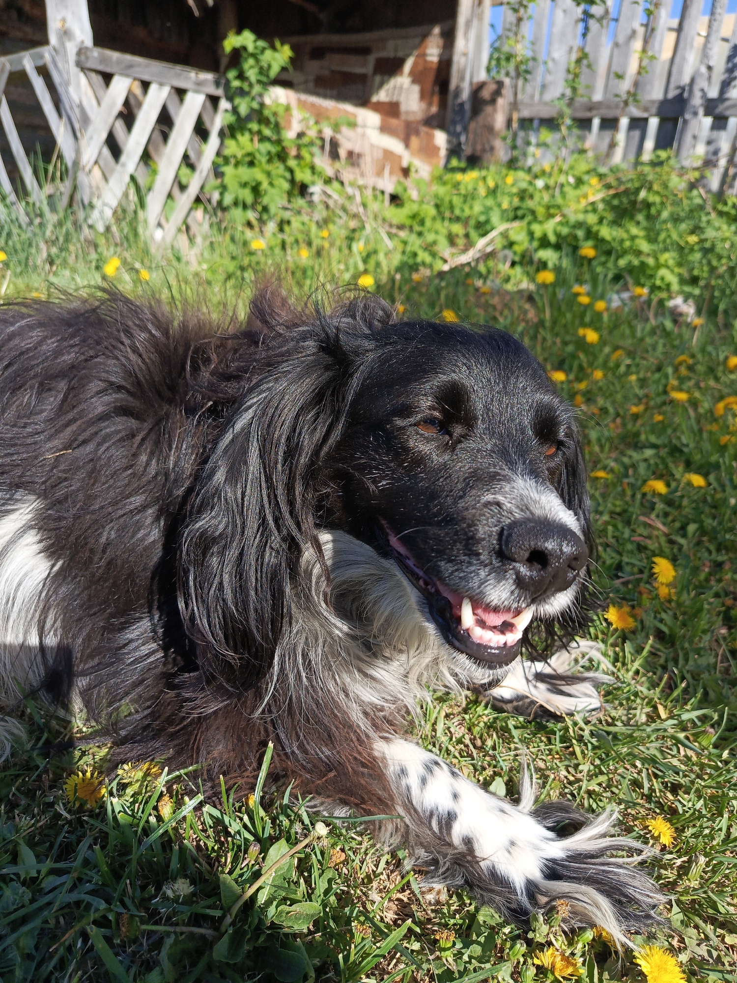 A medium-sized black and white dog with long, wavy hair lies on the grass in a sunny outdoor location. The dog is panting, its mouth slightly open, revealing its teeth. The ground is covered in grass and yellow dandelions. In the background, there is a wooden fence and some greenery. The location appears to be a yard or garden in the Kauchuk Stantsiya, Russia.