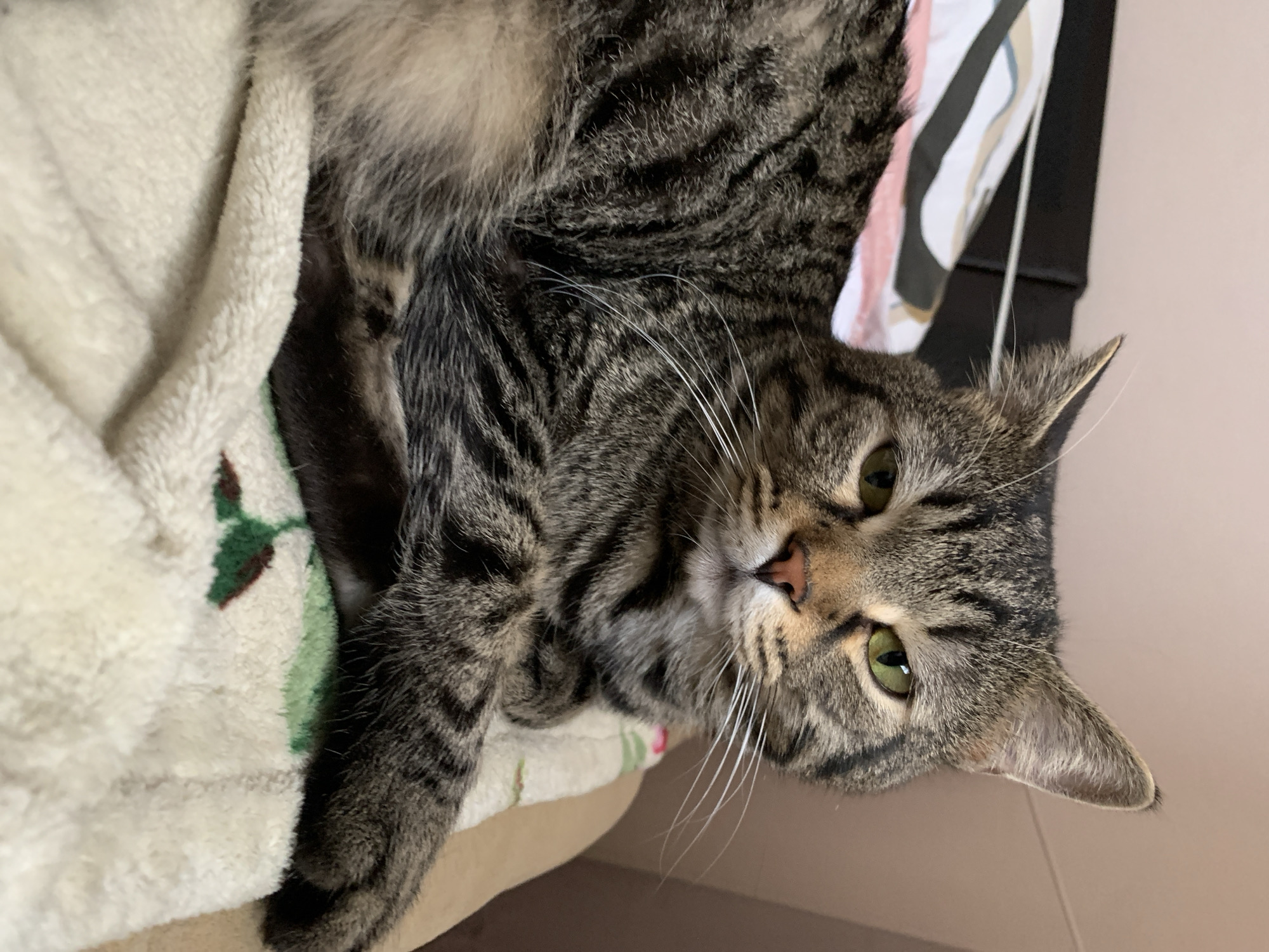 A tabby cat lies on a soft, cream-colored blanket with a green leaf pattern. The cat is positioned on its side, with its head turned to look directly at the camera. Its fur is a mix of gray, black, and brown stripes. The cat has striking green eyes and a pink nose. Long, white whiskers fan out from its face. Behind the cat, a black object with a striped pattern of pink, white, and beige is visible. The background is a plain, light pink wall. The lighting suggests an indoor setting, possibly during the daytime. The cat appears relaxed and comfortable, its gaze calm and direct. There is no visible text in the image.