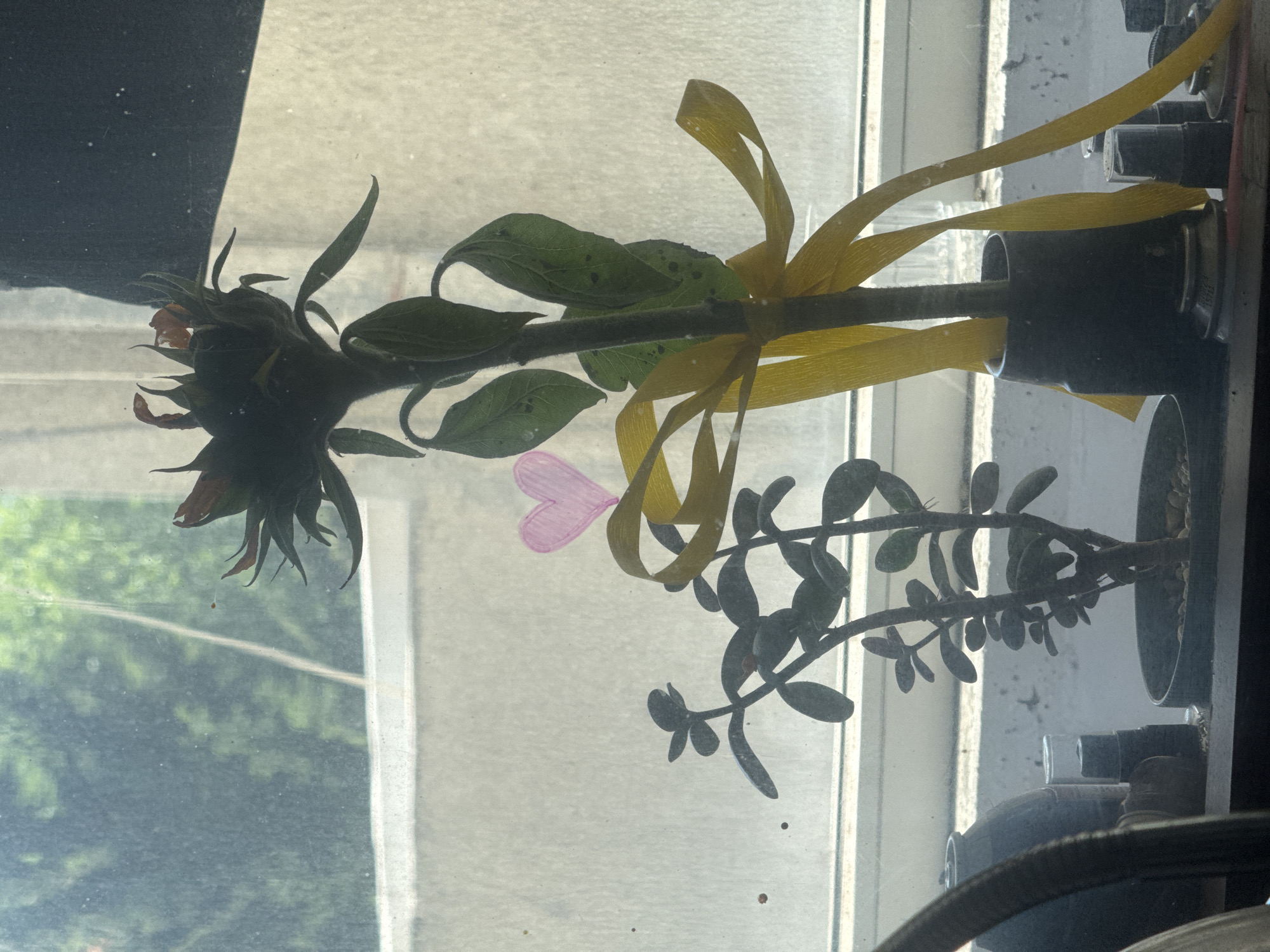 The image captures a still life scene on a windowsill, likely in Sofia, Bulgaria. In the foreground, a jade plant in a dark pot sits to the left. To its right, a wilting sunflower in a dark vase is adorned with a yellow ribbon tied around its stem and a small, hand-drawn pink heart sticker on its stalk. The sunflower's head is bowed and appears to be losing its petals. Behind the plants, a slightly grimy window offers a blurred view of greenery and a light-colored structure, possibly another building. The overall lighting suggests it is daytime, with sunlight filtering through the window. Various small objects, some appearing to be caps or containers, are partially visible on the windowsill and shelf below.