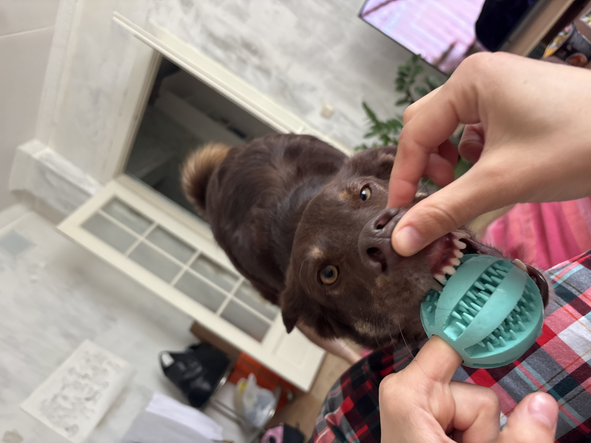 A close-up shot of a brown dog, possibly a Labrador mix, is shown with a person holding a textured, mint-green ball in front of the dog's mouth. The person appears to be using the ball to clean the dog's teeth. The person is wearing a red and black plaid shirt. In the background, there is an open white door with a window, and some miscellaneous items on the floor including what appears to be a shoe and some papers. The scene's location is not discernible from the image.