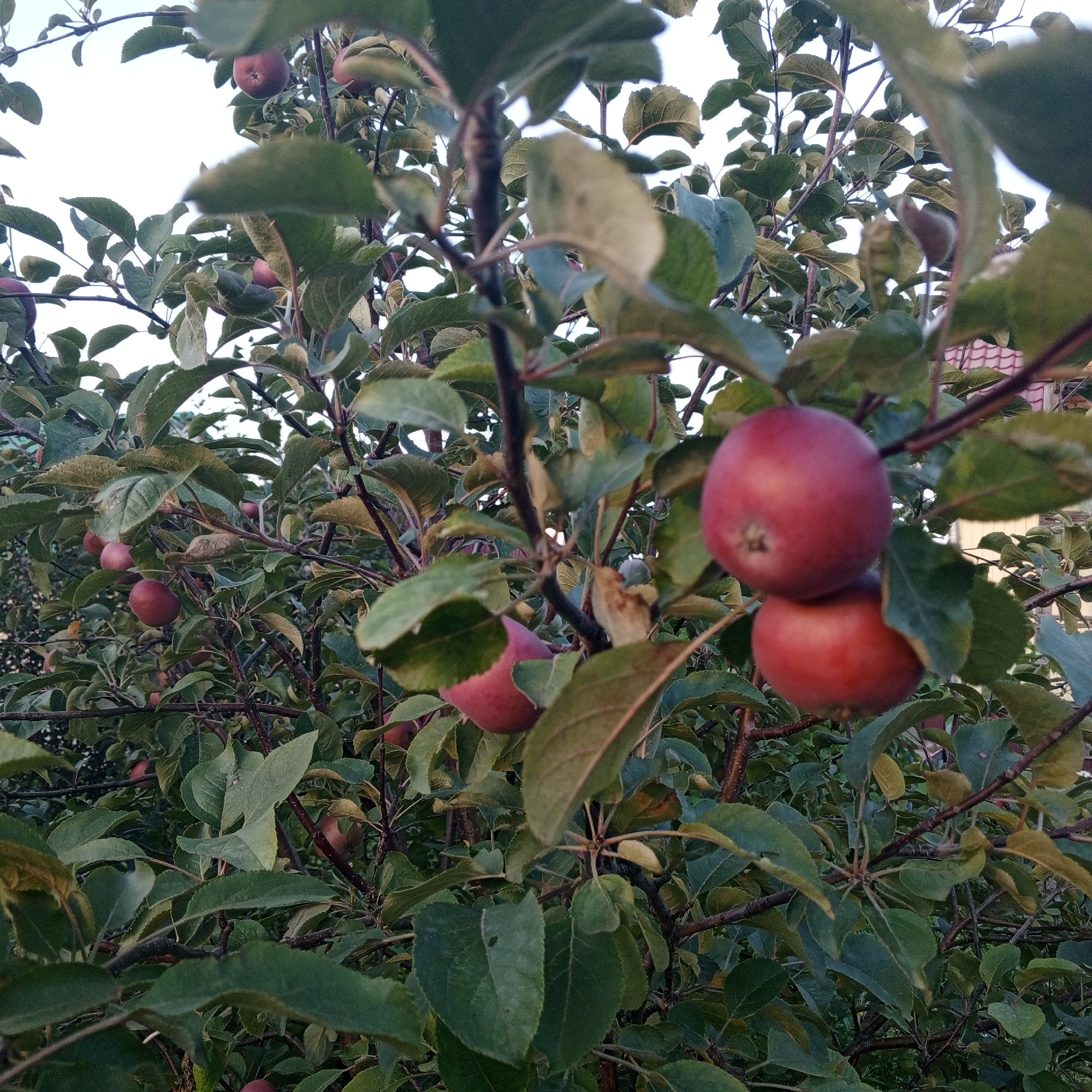 The image depicts an apple tree laden with ripe red apples. The tree is full of green leaves, some of which are beginning to turn yellow, indicating the season is likely autumn. Several apples are visible, some in sharp focus and others slightly blurred by the branches and leaves. In the background, a red-tiled roof of a building is partially visible, suggesting a residential area. The sky is overcast. The scene appears to be a close-up shot of a backyard orchard or garden. The location is identified as Sayanogorsk, Russia. There are no people or animals visible in the image. The focus is on the apples and the foliage of the tree, capturing the essence of an apple harvest.