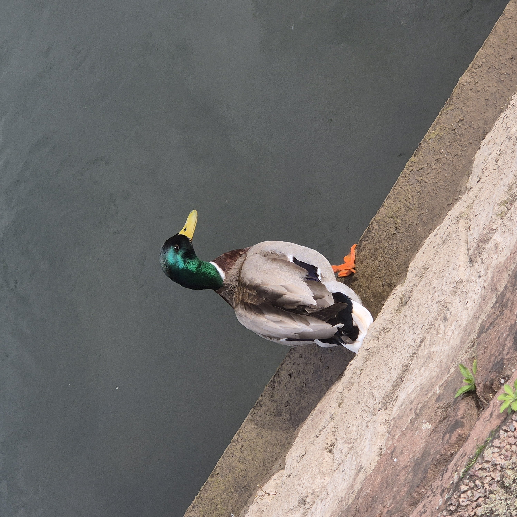 A mallard duck stands on a concrete ledge along the edge of dark water. The duck has a green head, yellow bill, and grey and brown plumage. The ledge is adjacent to a terraced stone embankment with small plants growing on it. The scene appears to be in an urban environment, and given the presence of the duck and general look and feel of the city, it is likely located in Strasbourg, France.