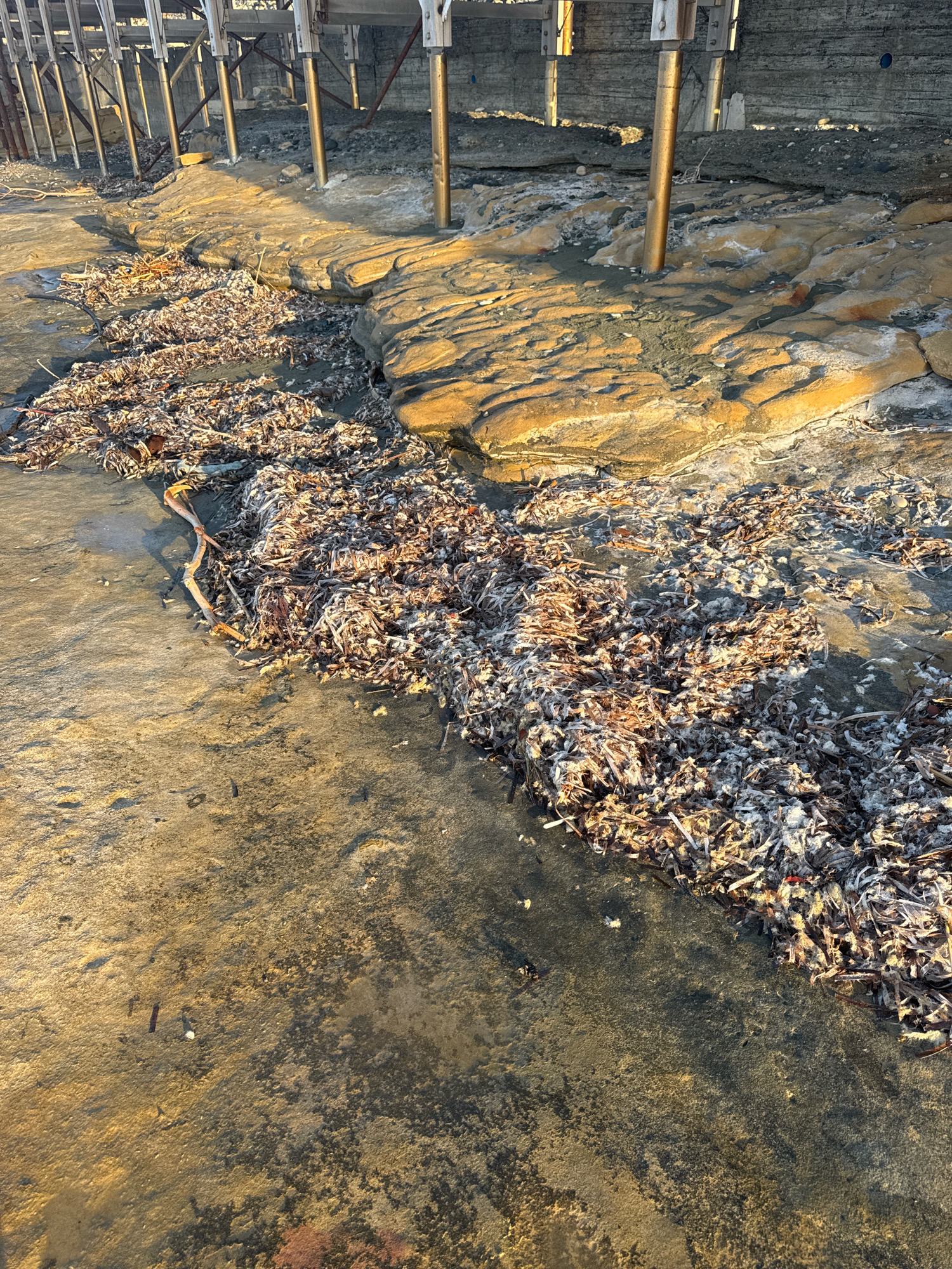 The image depicts a rocky coastline with scattered seaweed. The foreground shows a dark, wet sand or rock surface, illuminated by warm, low-angle sunlight, creating shadows and highlighting the texture of the ground. A thick line of dried, light-colored seaweed, mixed with darker debris and some twigs, extends diagonally across the image from the middle left to the upper right. Behind the seaweed, a series of layered, yellowish-tan rocks are visible, also lit by the sun, revealing a rough, eroded surface. In the background, under a wooden structure supported by metallic posts, the ground appears darker and more uneven, with visible remnants of concrete or building materials. There are no people or animals present in the scene. The environment suggests an outdoor coastal area, likely a beach or a tidal zone, possibly near a pier or an existing structure. The lighting indicates it is either early morning or late afternoon. Based on the provided context, this scene is located in the city of Agios Tychona Community, Cyprus.