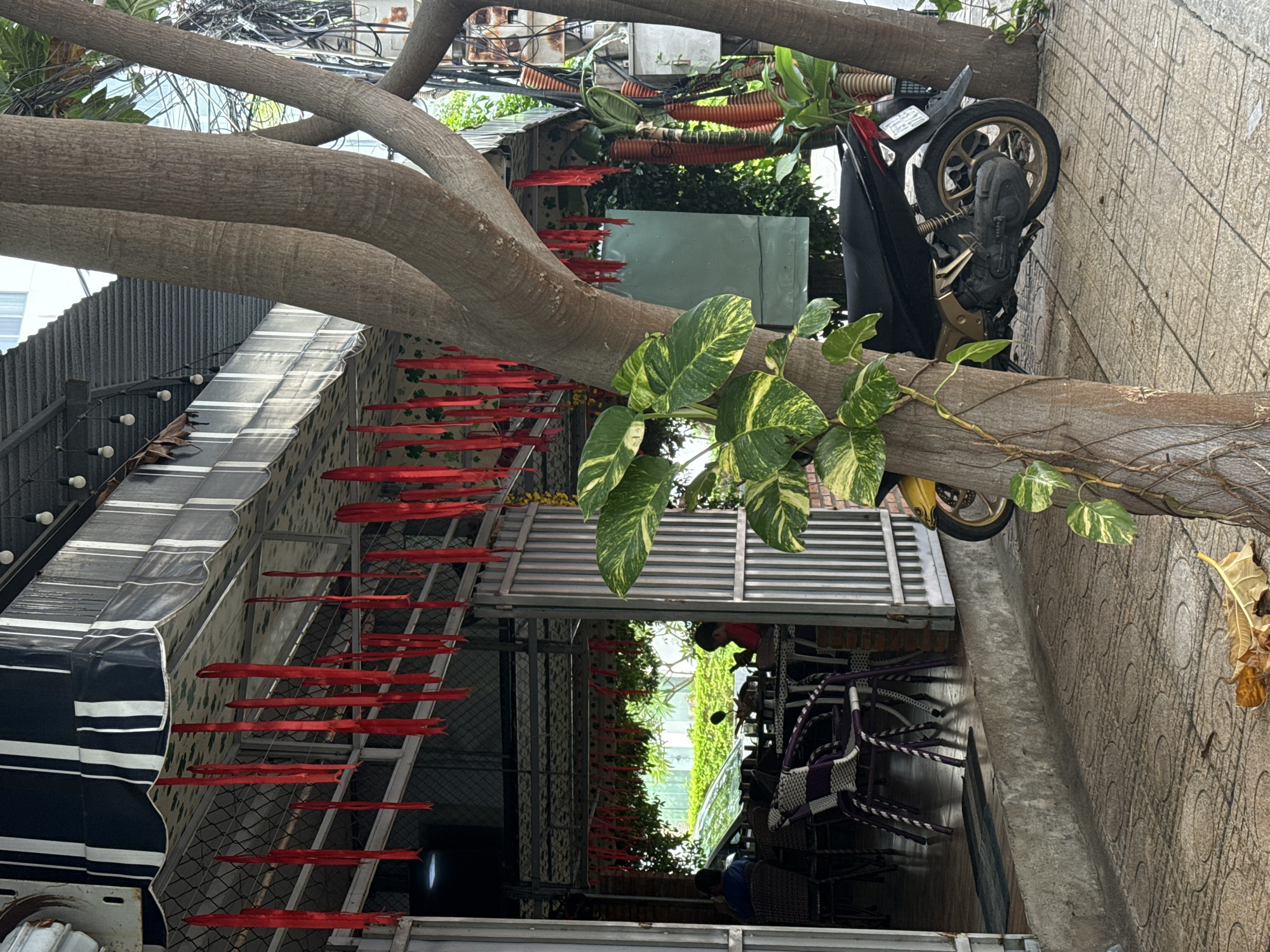 This image captures a vibrant, multi-layered outdoor scene, likely a cafe or shaded public area in Bac Nha Trang Ward, Vietnam, viewed from an elevated perspective.
The most prominent feature is a large tree with thick, gnarled trunks and branches that extend across the frame. Lush green and yellow variegated leaves, characteristic of Pothos, are visible on and around the tree branches, adding natural vibrancy.
Below the canopy of the tree, architectural elements of a building are present. On the left, there's a corrugated metal roof sloping downwards, partially covered by a black and white striped awning. Beneath this, a series of bright red, elongated, flag-like or streamer-like decorations are suspended in rows, creating a striking visual pattern against a darker background, possibly a metal grid or fence.
In the mid-ground, a black and gold motorcycle is parked, its front wheel slightly visible. It rests against a patterned concrete or tiled surface, which also forms part of the ground. Further into the scene, outdoor seating is visible, featuring chairs with distinctive purple and white woven patterns. A glimpse of a person, possibly a child in a red shirt, can be seen in the seating area in one of the crop images, suggesting human presence. The background also shows glimpses of other buildings, dense foliage, and typical urban elements like tangled overhead wires.
The scene is bathed in bright daylight, indicating clear and sunny weather. There is no specific activity or event taking place; it's a static snapshot of the location. No discernible text is visible in the image.