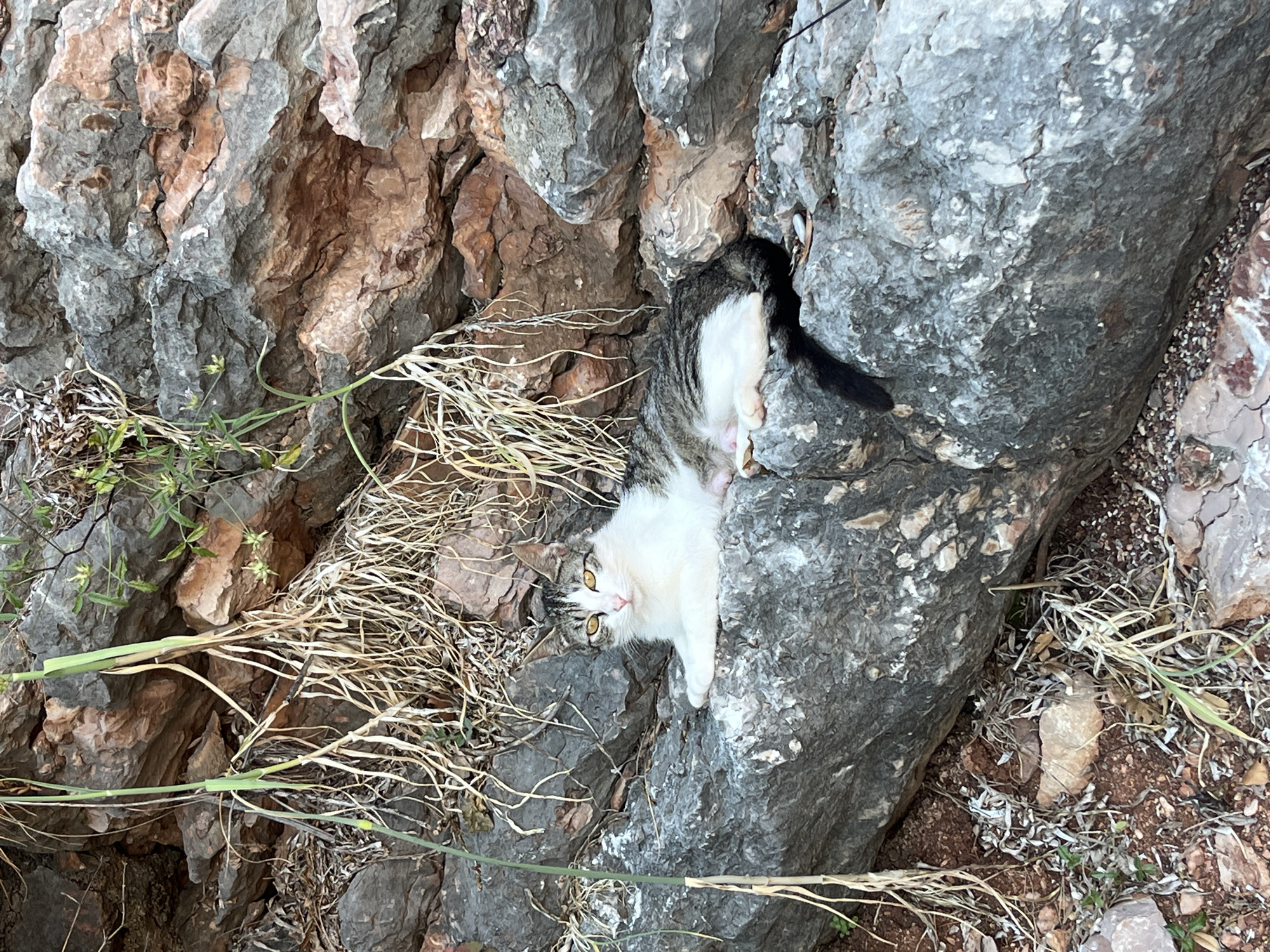 The image displays a domestic cat resting on a prominent grey rock formation in a rugged, rocky landscape, characteristic of Rađenovići, Montenegro. The cat, with a white chest and belly, a dark tabby pattern on its back and head, and a solid black tail, is positioned centrally and directly faces the viewer with intense yellow eyes. Its body is settled, with front paws tucked and rear legs partially visible, revealing pink paw pads. The background is dominated by a natural rock wall composed of large, irregularly shaped stones, featuring a mix of grey and reddish-brown hues with visible stratification and crevices. Sparse, dried, light-colored vegetation hangs from the upper rock face and is scattered across the ground. A few green shoots are also discernible. The visible ground at the base of the rocks consists of reddish-brown soil intermingled with small stones and gravel. The scene is illuminated by natural light, suggesting an outdoor setting.