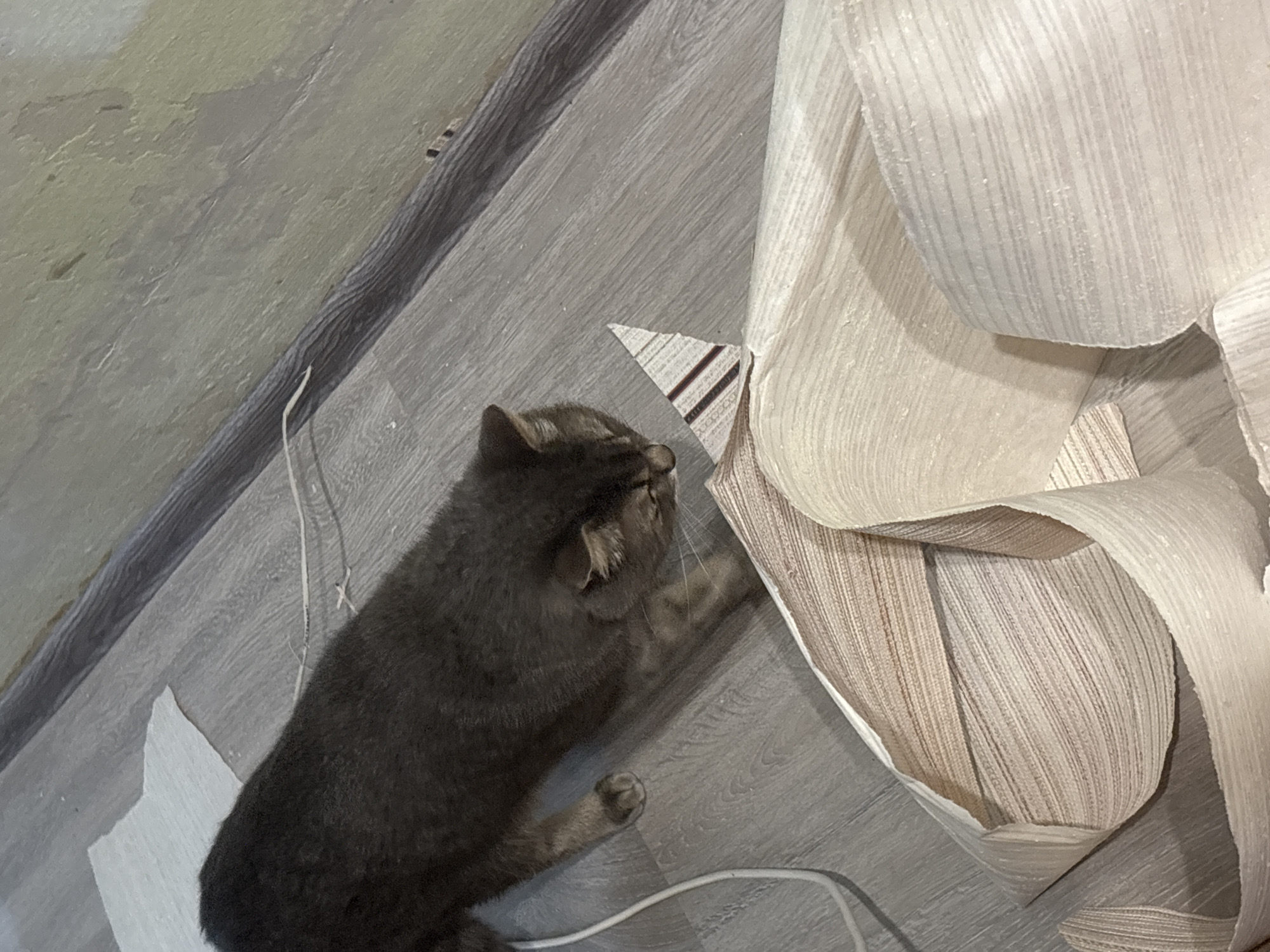 A domestic shorthair cat with dark gray fur is sniffing a triangular piece of patterned fabric on a light gray laminate floor. The fabric is cream-colored with thin, horizontal stripes of beige and red. The cat is positioned to the left of the fabric, with its head lowered and its gaze directed at the fabric. A white cord is visible on the floor to the left of the cat. The background consists of a wall with textured, light green paint and a dark gray baseboard. The scene appears to be indoors, likely in a residential setting.