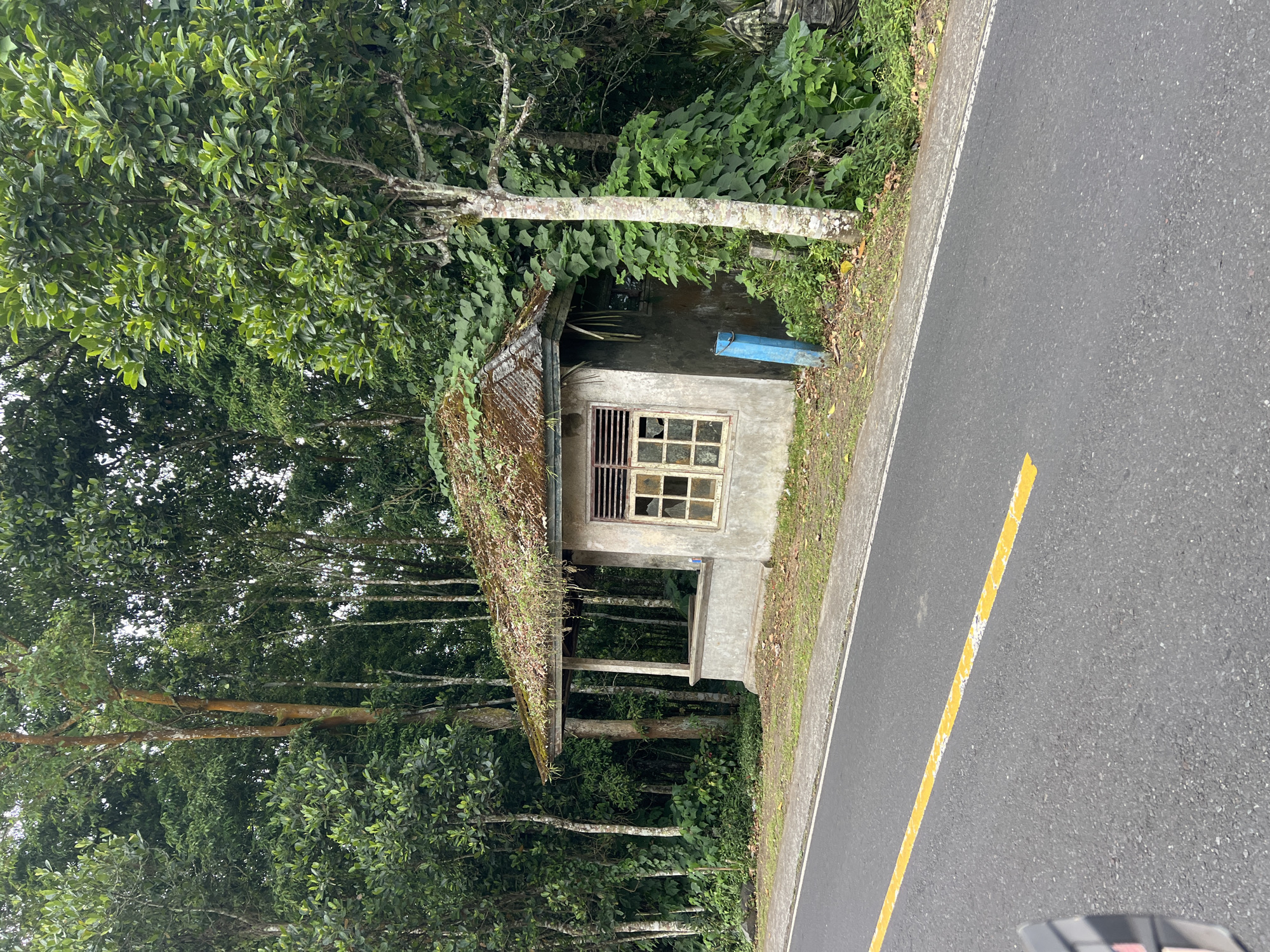 This media file shows a small, weathered concrete building with a corrugated metal roof overgrown with moss and vegetation. The building has a single window with a grid-like wooden frame and broken glass panes. A small porch area is visible in front of the window. To the left of the building is a dense, green forest with tall trees and lush undergrowth. To the right is an asphalt road with a white and yellow line painted down the center. The scene appears to be set in a rural or natural environment. There is no visible text in the image. The time of day appears to be daytime, and the weather seems overcast or humid, given the lush vegetation and the overall muted lighting. The scene evokes a sense of neglect and natural overgrowth, suggesting the building might be abandoned or rarely used. The location context of Kintamani, Indonesia, points to a tropical or subtropical setting.
