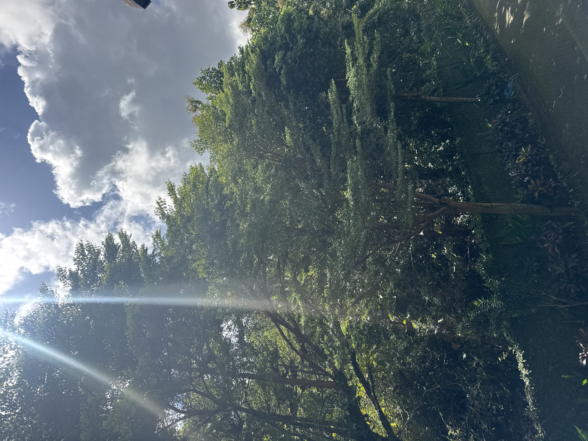 A low-angle shot of trees and a sky with clouds, possibly in Kuta Selatan, Indonesia. Green foliage dominates, with glimpses of tree branches visible. Some of the foliage appears to be in a column shape. Sunlight is present with lens flare effects. The sky contains puffy white clouds against a blue background. A structure is partially visible at the top. Along the right side appears to be another wall, possibly a building.