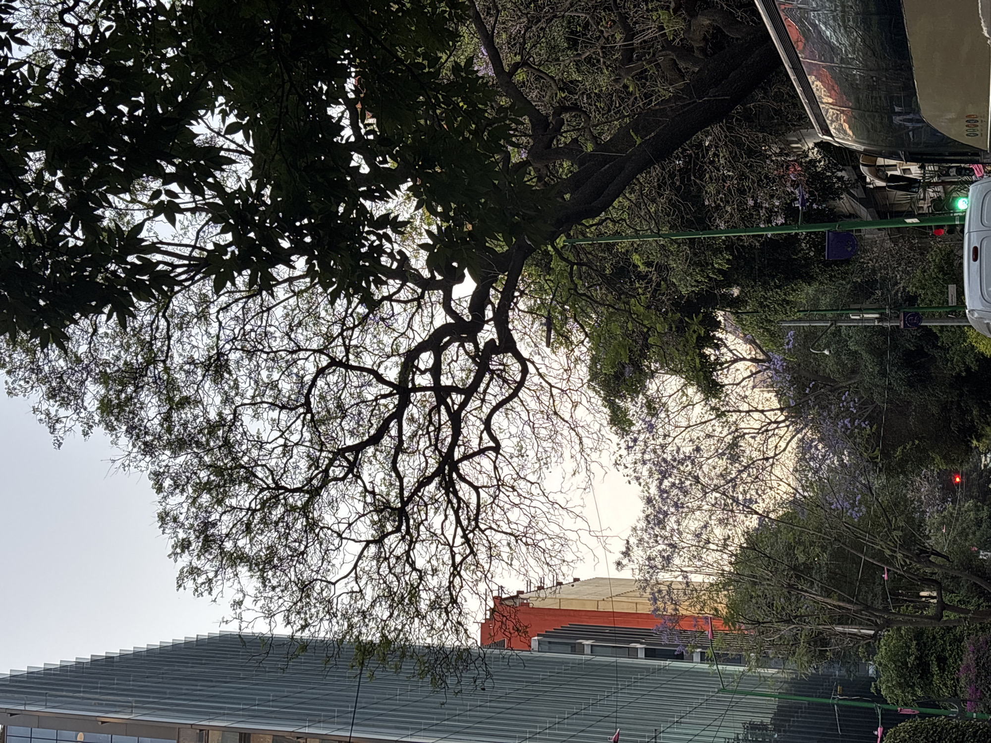 The image, taken in Mexico City, presents an urban street scene dominated by large trees and modern architecture, viewed from a slightly upward angle. A prominent, mature tree with a complex network of dark, gnarled branches and dense green foliage is silhouetted against a bright, clear sky, filling the upper left and central parts of the frame.
Below this main tree, a contemporary building with a distinctive stepped, glass-paneled roofline and dark windows is visible. Further in the background, behind more trees, another building with an reddish-orange upper facade can be seen. To the right, several jacaranda trees are in bloom, their delicate purple flowers adding a splash of color amidst the greenery.
On the far right, a large commercial vehicle, possibly a bus or truck, with reflective metallic sides, is either parked or driving on a street. Part of its rear displays the numbers "00000". A white van is partially visible behind it. Green traffic poles hold a traffic light showing green, with another red light visible further back among the trees. The overall lighting suggests late afternoon or early morning, with clear weather conditions.