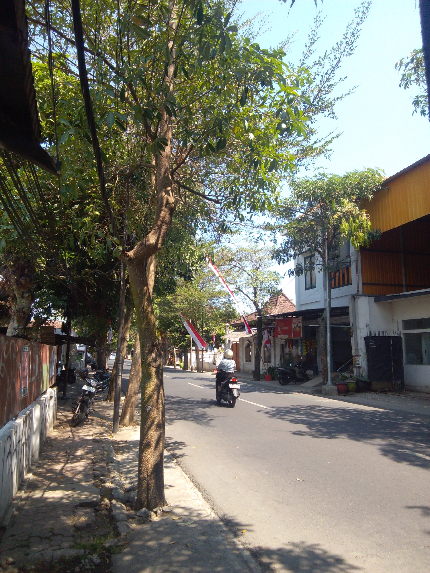 The image depicts a street scene in Trenggalek, Indonesia, under a clear blue sky. The road is paved and appears to be a two-lane street with a white line dividing the lanes. On the left side of the road, there is a sidewalk with several motorcycles parked along it. A low, grey concrete wall with graffiti runs along the edge of the sidewalk. Tall trees with lush green foliage line the sidewalk, casting dappled shadows on the pavement. The buildings on the right side of the street vary in architectural style, with some featuring white walls and tiled roofs, while others have more modern yellow and white facades. Red and white flags are visible, suggesting a possible local celebration or national holiday. A person wearing a white helmet is riding a motorcycle away from the camera down the street. The overall atmosphere is that of a typical day in a moderately busy street in a tropical Indonesian city.