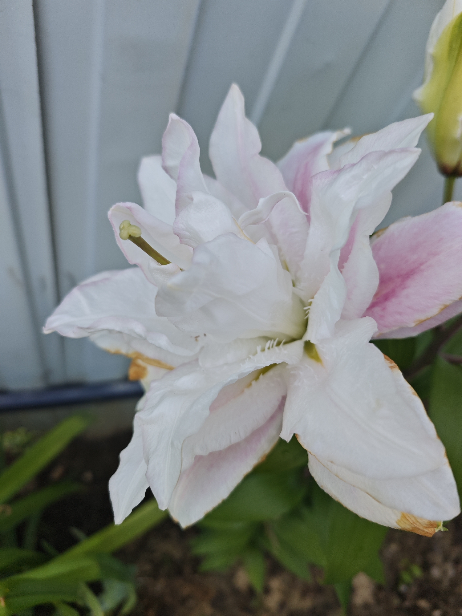 A close-up, eye-level shot captures a fully bloomed double lily with white and pink petals. The lily is the primary subject, positioned in the center-right of the frame. Its delicate petals are layered and somewhat ruffled, with soft pink hues fading into white. A prominent stamen, tipped with yellow, is visible within the flower's center. Behind the lily, a textured, pale blue wall or fence runs vertically across the background, creating a stark contrast with the organic softness of the flower. To the bottom left of the frame, out-of-focus green foliage and dark soil are visible, suggesting the flower is in a garden setting. The overall lighting is soft, highlighting the intricate details and subtle color variations of the lily. The scene is located in Лужники Снт, Russia.