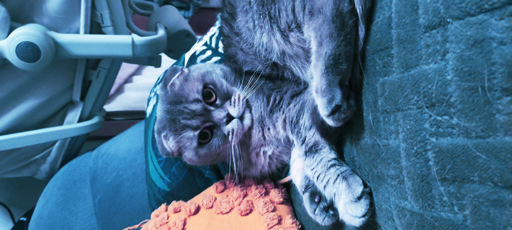 A gray Scottish Fold cat lies upside down on a dark green textured surface. Its head is tilted towards the left, with amber eyes looking at the viewer. One paw extends towards the right. To the left, there is an orange cushion with textured details, and part of a white and blue baby carrier. This image was likely taken indoors. The location, Fryazino, Russia, is irrelevant to the visual content of the image.