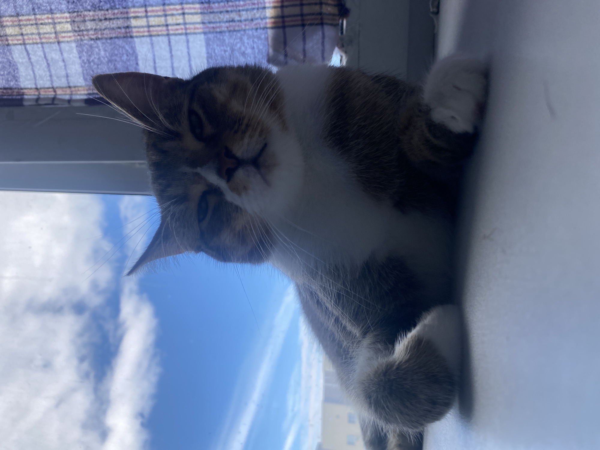 This media file is a photograph of a cat lounging on a windowsill. The cat is a tabby with white markings on its chest and paws. It is looking towards the camera with a relaxed expression.
The background of the image shows a bright blue sky with scattered white clouds, suggesting it is daytime and the weather is clear. Behind the cat, there appears to be a curtain with a plaid pattern. The setting seems to be indoors, near a window, in Novokuybyshevsk, Russia. The lighting suggests it is daytime, likely morning or afternoon due to the brightness of the sky.
The cat's paws are visible, one of which is gently resting on the windowsill. Its fur is fluffy, and its ears are perked slightly. The overall mood of the image is peaceful and cozy, capturing a typical domestic scene. There is no visible text in the image.