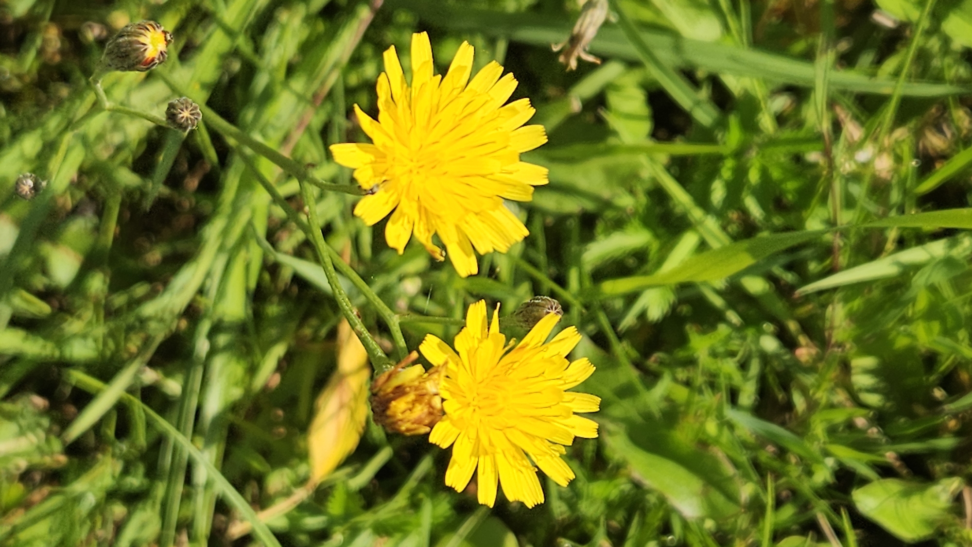 This image depicts a close-up view of two bright yellow dandelion flowers in bloom, nestled amongst lush green grass. One flower is in the foreground to the left, with its petals fully open and fanned out. To its right and slightly behind, another similar yellow dandelion flower is also visible, with its petals also spread open. The background consists of blurred green foliage, with hints of sunlight dappling through. Several unopened dandelion buds and dried plant remnants are also present, interspersed with the vibrant green grass. The scene appears to be an outdoor setting, likely a meadow or grassy area, possibly within or near the city of Kapūņi, Latvia, given the context provided. There are no people or animals visible in the image. The focus is entirely on the natural details of the flowers and vegetation.
