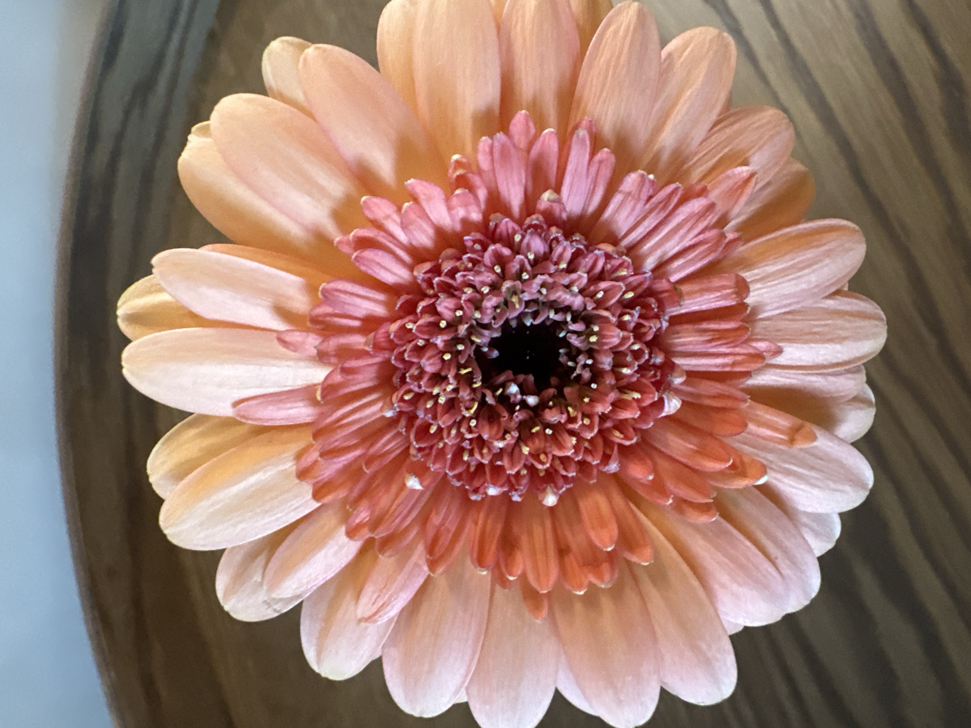 A close-up, top-down shot showcases a vibrant peach-colored gerbera daisy. The flower is centrally positioned, with its petals fanning outwards. The center of the flower displays a cluster of deep pink florets, dotted with tiny yellow stamen. The background is a dark wooden surface, with visible grain patterns. The lighting is soft, highlighting the delicate texture of the petals. The image is an indoor shot, with no discernable city or location details.