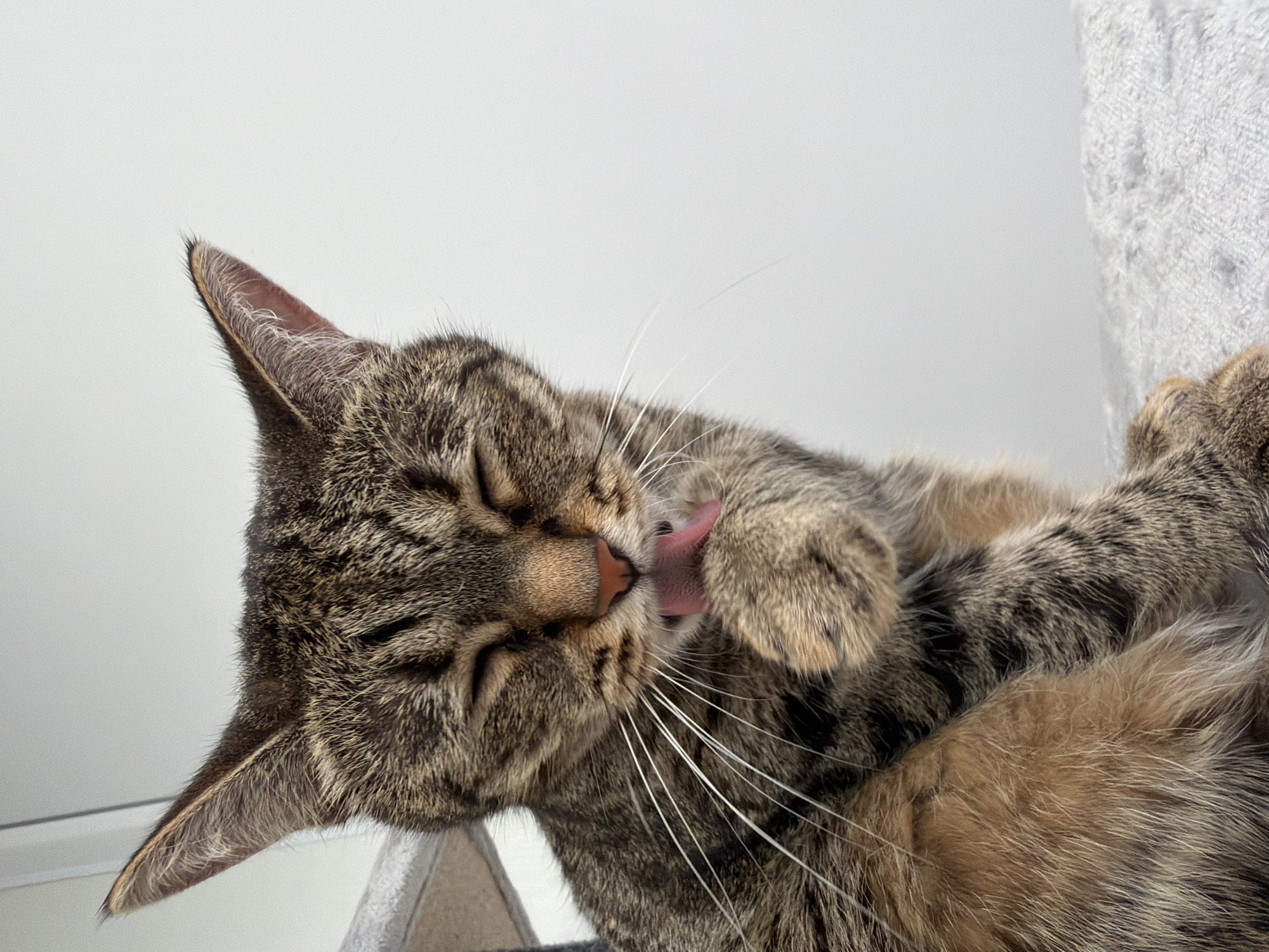 A tabby cat is captured in a close-up, horizontal shot, lying on its back with its eyes closed. The cat is grooming its paw, with its tongue extended and touching the fur. Its ears are perked up, and its whiskers are prominent. The background is plain and white, with a hint of a textured grey object to the right, possibly part of a cat tree. The lighting suggests a bright, indoor environment, likely during the daytime. The scene conveys a sense of relaxation and contentment as the cat is engaged in self-care. No text is visible in the image.