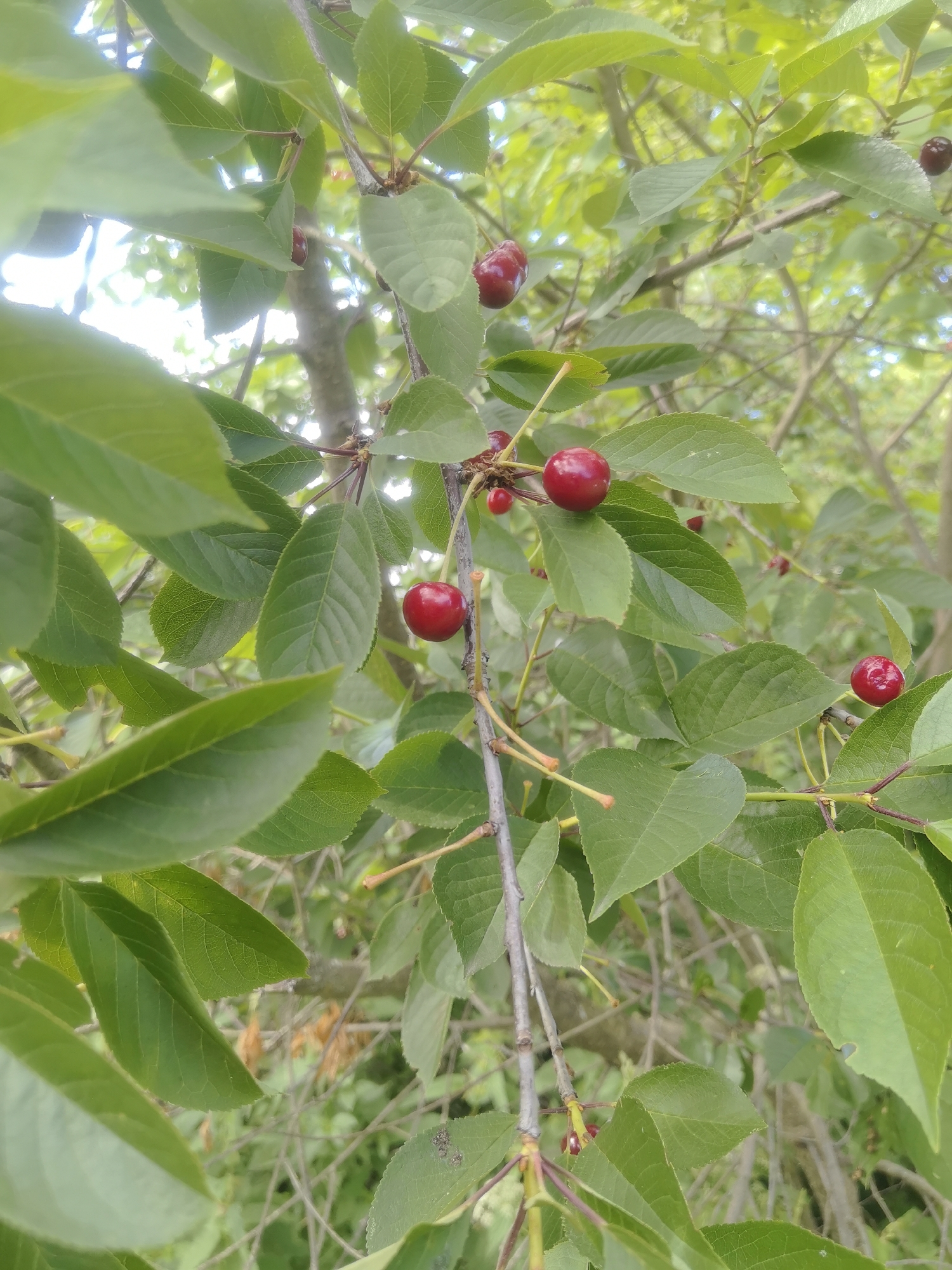 A close-up, vertical shot captures a branch of a cherry tree laden with ripening cherries. The cherries are a deep red, some appearing almost translucent, suspended from thin stems. They are clustered among vibrant green leaves, which show intricate veining. The background is a soft blur of more foliage and branches, suggesting a natural, outdoor setting. The lighting is bright, with sunlight filtering through the leaves, creating a dappled effect. The image appears to be taken in Kashino, Russia, where cherry trees are common.