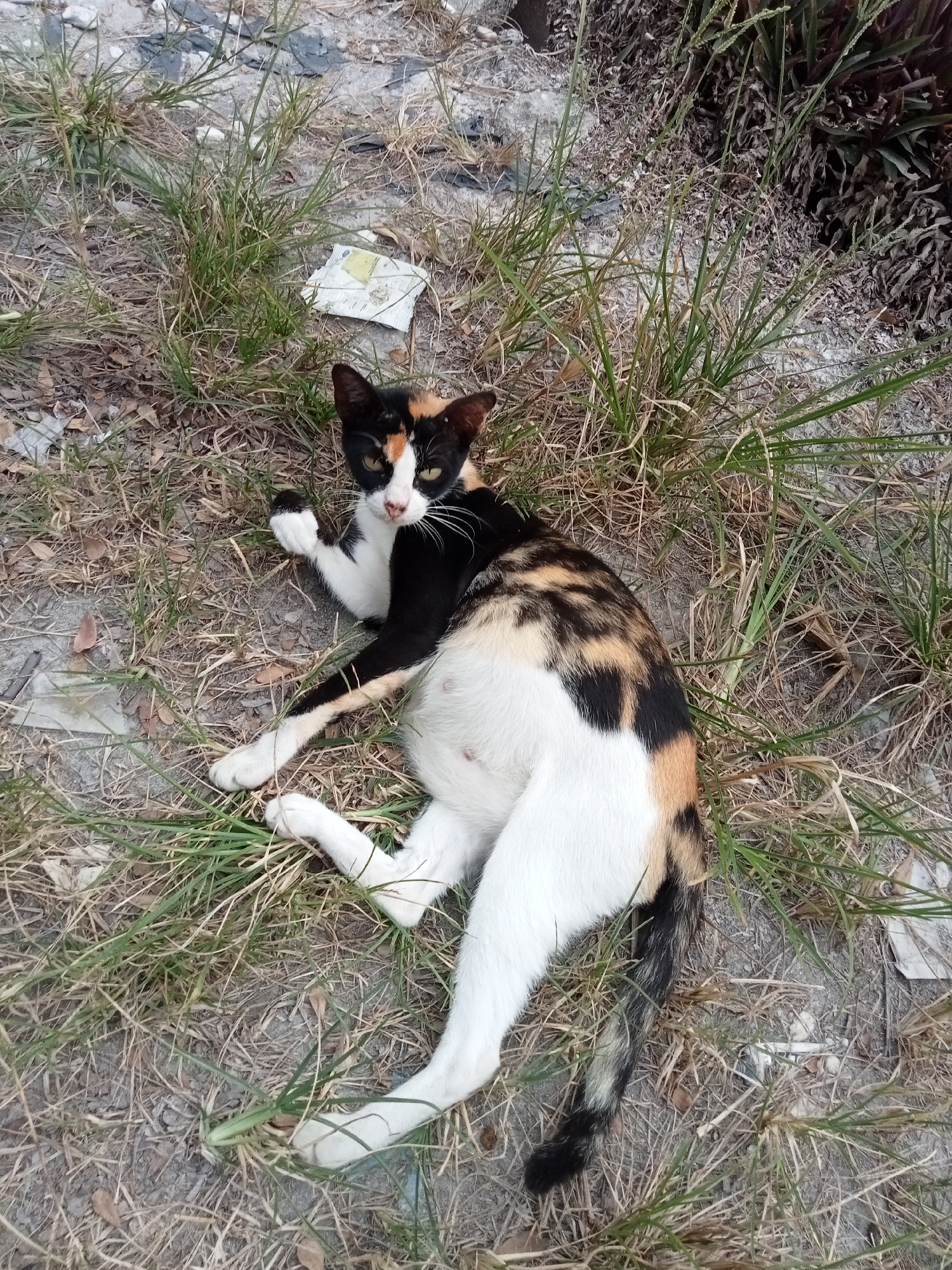 A calico cat is lying on its side in dry grass and dirt, with its body partially obscured by the vegetation. The cat's fur displays patches of black, white, and orange. Its head is turned towards the viewer, with green eyes open and ears erect. The cat's paws are visible, and its abdomen appears slightly distended. The background consists of dry grass, dirt, and some debris, including what appears to be a crumpled piece of paper and a small white object. The overall scene suggests an outdoor environment, potentially in a neglected urban area. The location is identified as Kualu, Indonesia.