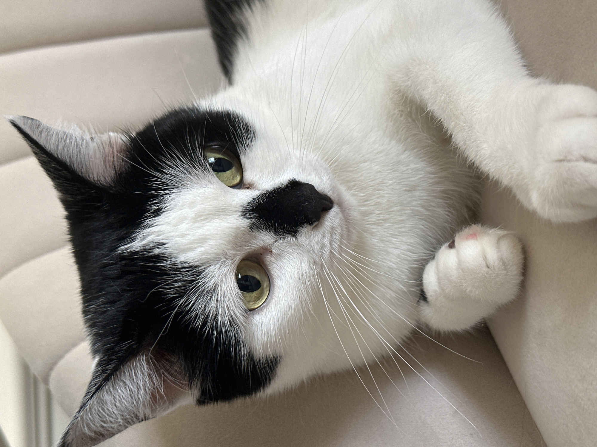 A black and white cat with green eyes is lying on a beige upholstered surface, likely a couch or chair. The cat's fur is predominantly white with distinct black markings on its head, ears, and back. One of its paws is visible, showing pink toe beans. The background is out of focus, revealing the texture of the beige upholstery. There is no indication of the cat's location in Kokshetau, Kazakhstan, or any other specific geographical information.