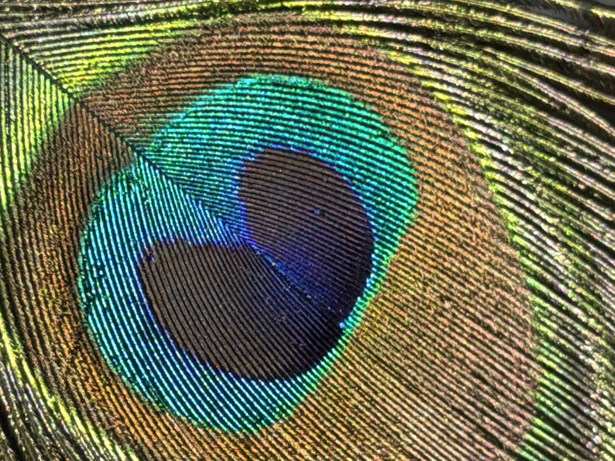 The image is a macro photograph of a peacock feather, focusing on the eye-like pattern. The feather displays vibrant iridescent colors, primarily blues, greens, and coppers, with distinct parallel barbs creating a textured appearance. The central 'eye' is a dark oval surrounded by concentric rings of bright blue-green, transitioning to copper and yellow hues towards the edges. The photograph is abstract and does not depict any specific location in Astana, Kazakhstan, or any people or actions.
