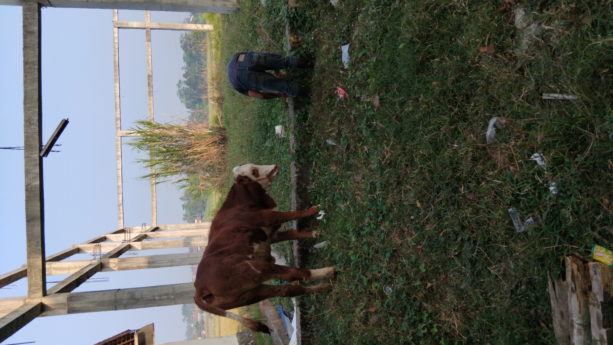 In a partially constructed outdoor area, possibly on the outskirts of Posong, Indonesia, a brown and white calf stands on a grassy embankment. The calf is facing left, its head down, with a rope around its neck that trails towards the right. To the right of the calf, a person wearing dark blue jeans and a dark shirt is bent over, seemingly interacting with the ground or something near the calf. The environment features tall grass, scattered debris including plastic bags and bottles, and unfinished concrete structures that form a frame across the top of the image. In the background, there are more trees and a clear sky.