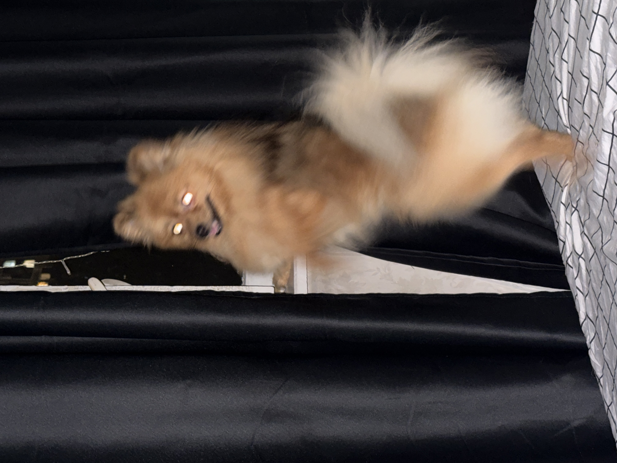 The image depicts a Pomeranian dog standing on all fours on a bed with a black and white checkered pattern. The dog is light brown and fluffy, with its tail held high and bushy. Its eyes are glowing red, suggesting the effect of a flash or camera lights. The dog is positioned near a window, partially obscured by black curtains. Through a gap in the curtains, a dimly lit urban scene with buildings and lights can be seen, hinting at a city environment. The lighting is low, creating a slightly eerie atmosphere due to the dog's glowing eyes. The location is identified as Khimki, Russia.