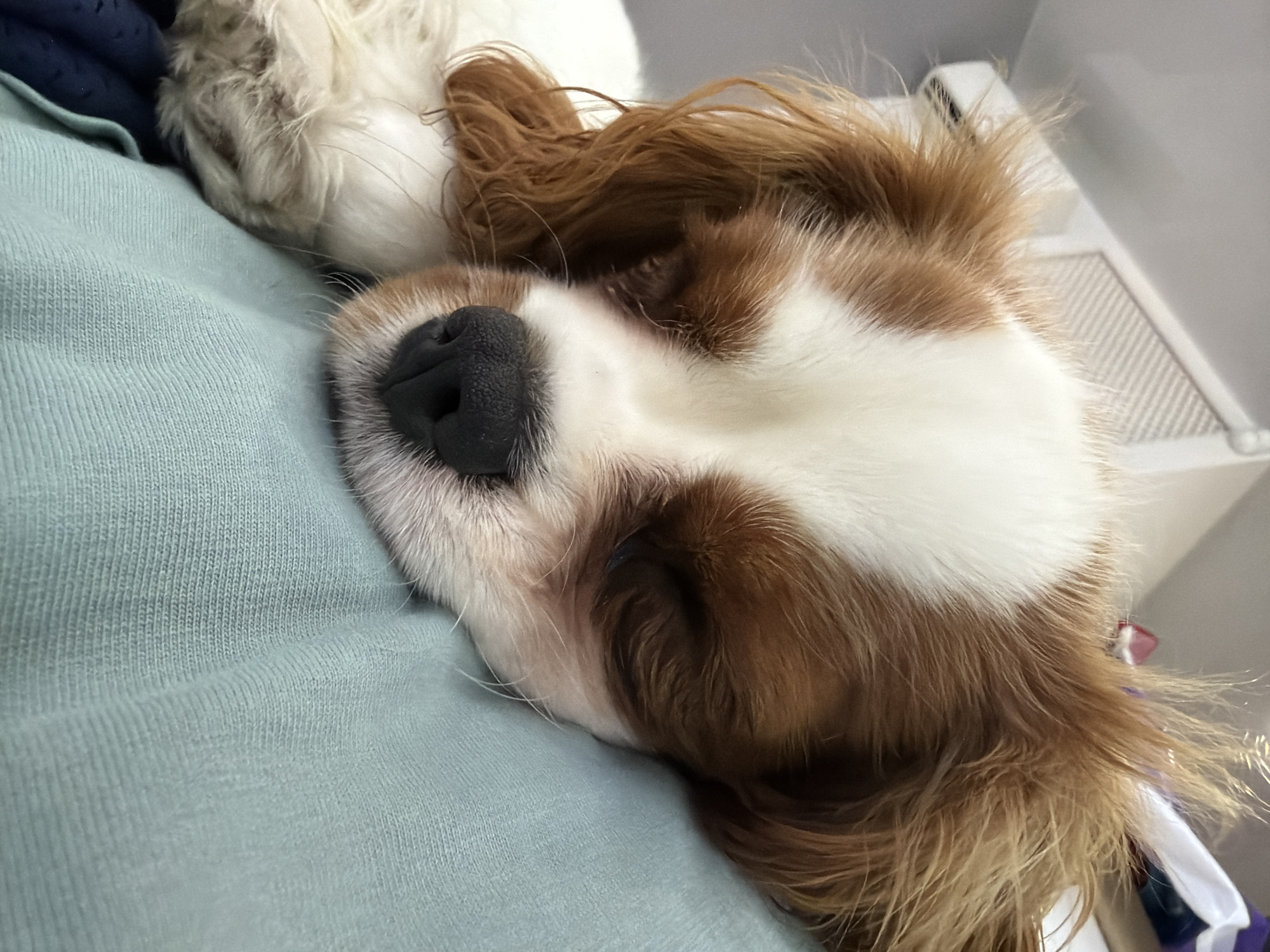 A close-up shot shows a Cavalier King Charles Spaniel dog sleeping. The dog is lying down, with its head resting on a soft, light blue surface, possibly a blanket or clothing. The dog has brown and white fur. Its eyes are closed, and its nose is visible and appears dark. The background shows a white wall with a horizontal vent or air conditioner unit. The lighting suggests an indoor setting, likely a home.