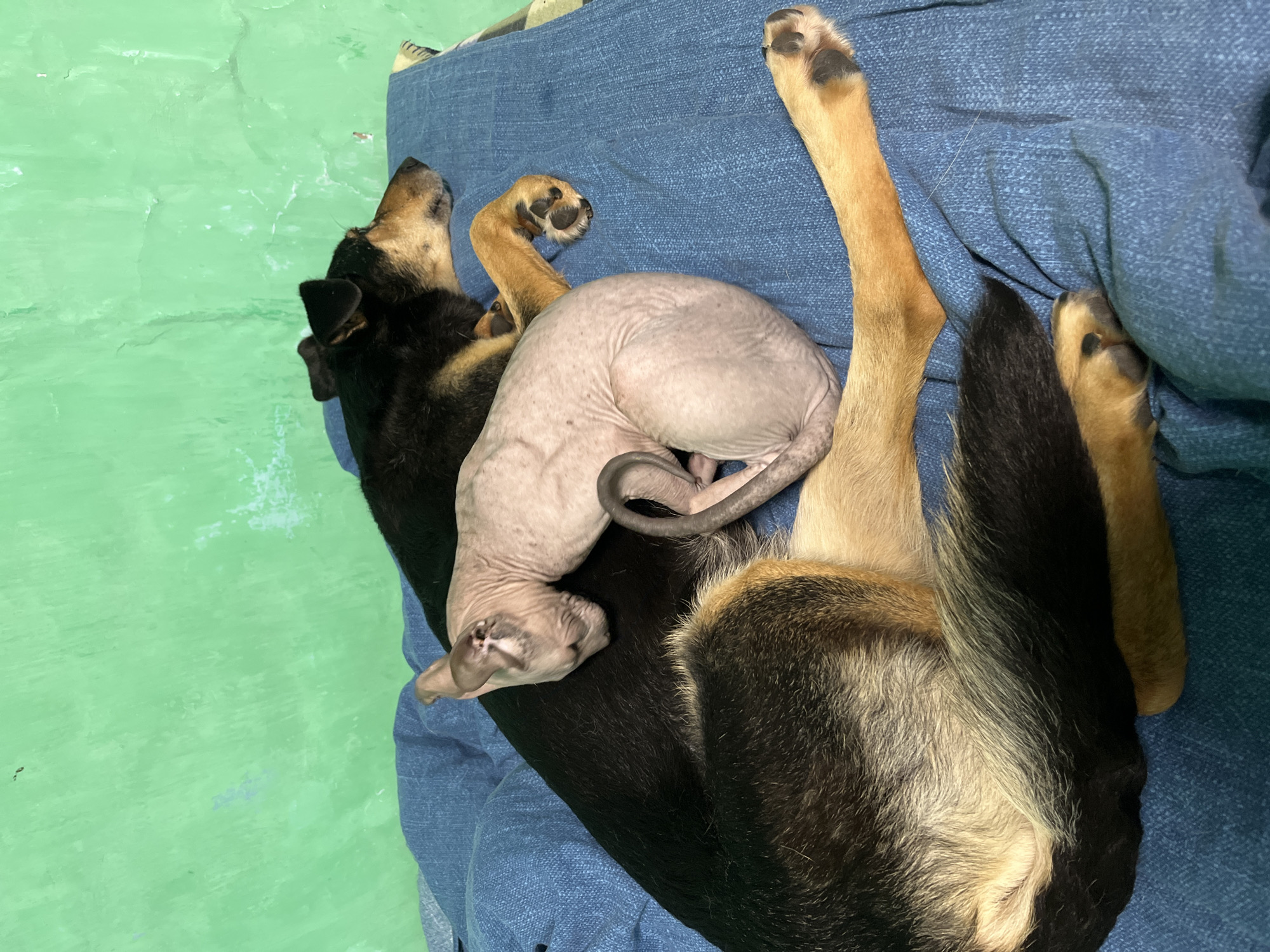 The image shows a close-up view of a dog and a Sphynx cat sleeping together on a blue textured surface, likely a blanket or bed, against a bright green, textured wall. The dog, a medium-sized breed with black and tan fur, is lying on its side with its head resting on its paws. A Sphynx cat, with light pink skin, is curled up on the dog's back, appearing to be using the dog for warmth and comfort. The cat's tail is wrapped around its body. The environment is indoors, with the green wall suggesting a residential setting. The lighting is soft, indicating it could be daytime or indoor lighting. There is no indication of the specific location within Nizhny Tagil, Russia, but the scene depicts a peaceful moment of interspecies companionship.