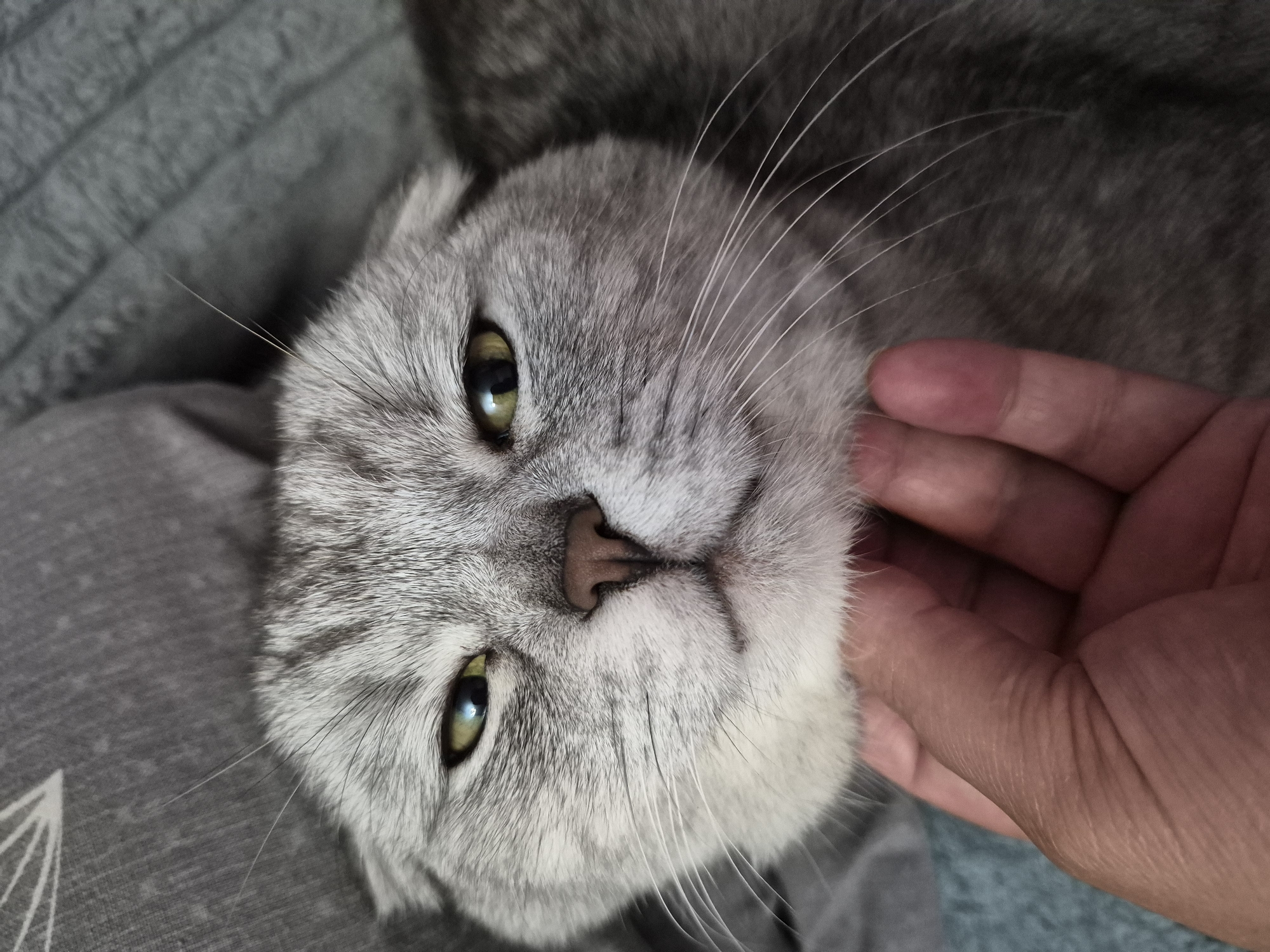 A close-up shot shows a grey tabby cat with yellow eyes being petted by a person's hand under its chin. The cat's ears are folded back, and it has a slightly smug expression. The background consists of grey fabric, possibly a blanket or couch.