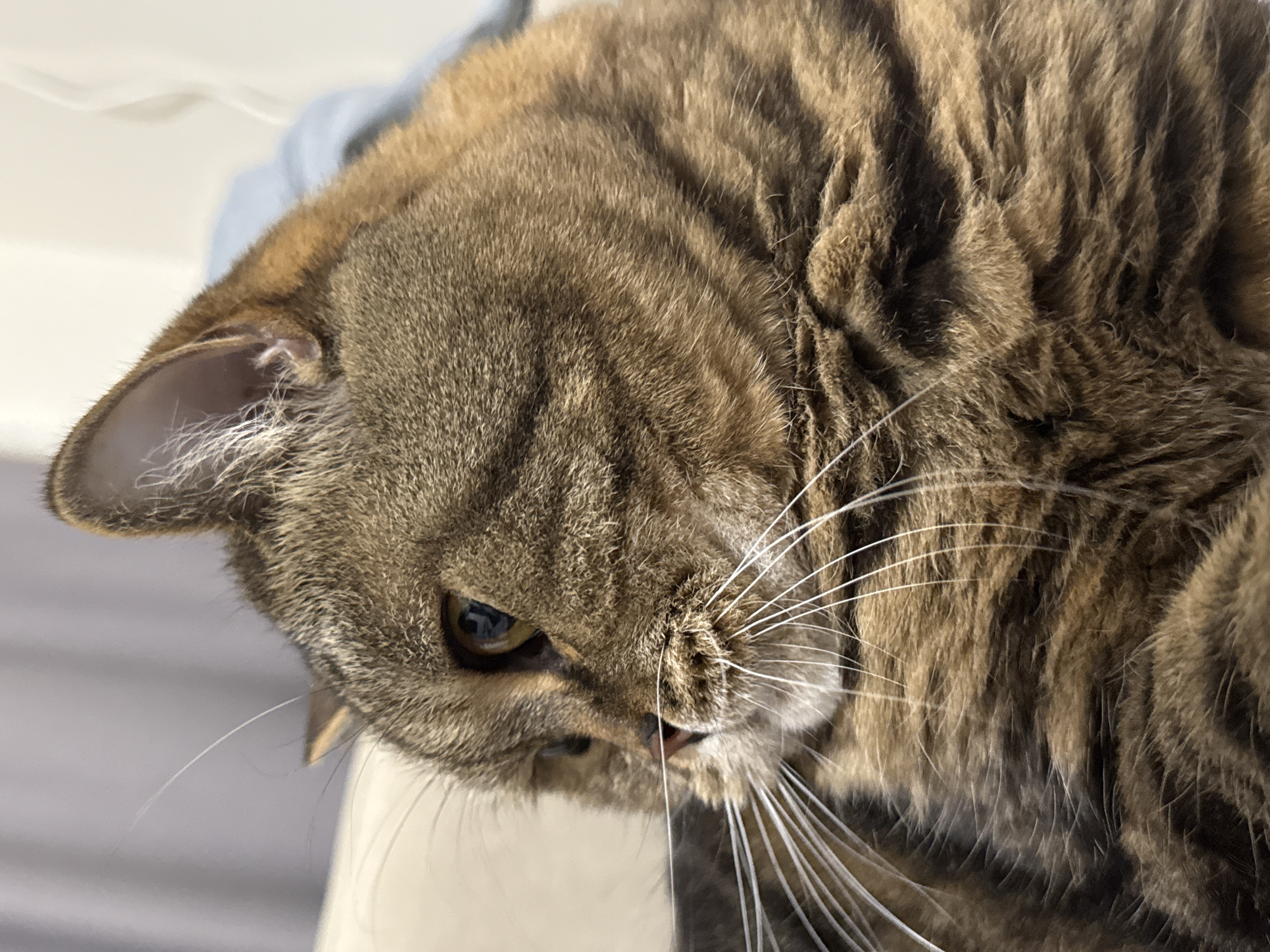 A close-up, profile shot shows the head of a tabby cat, facing left. The cat has brown and black striped fur, with lighter brown markings around its eyes and muzzle. Its blue-green eyes are looking intently to the left, and its long white whiskers are fanned out. The cat's ears are pointed and alert. The background is softly blurred, with hints of beige and light blue. There are no people or other animals visible in the image. The scene appears to be indoors, possibly in a home, based on the soft furnishings suggested by the background. There is no information available to determine the location within Mikhaylovsk, Russia.