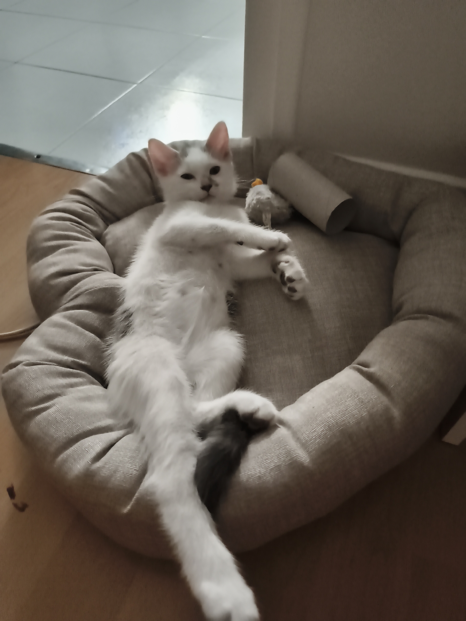 A white and grey kitten with grey markings on its head and tail is lying on its back in a round, plush pet bed. The bed is a neutral beige color and has a raised rim. The kitten's legs are splayed out, and its front paws are resting on its chest. To the right of the kitten, there is a white cardboard tube and a small, fluffy cat toy. The pet bed is on a wooden floor. The background shows a tiled ceiling and a wall. The scene is indoors, and the lighting suggests it is daytime. The approximate location is within a residential interior in Lagny-sur-Marne, France.