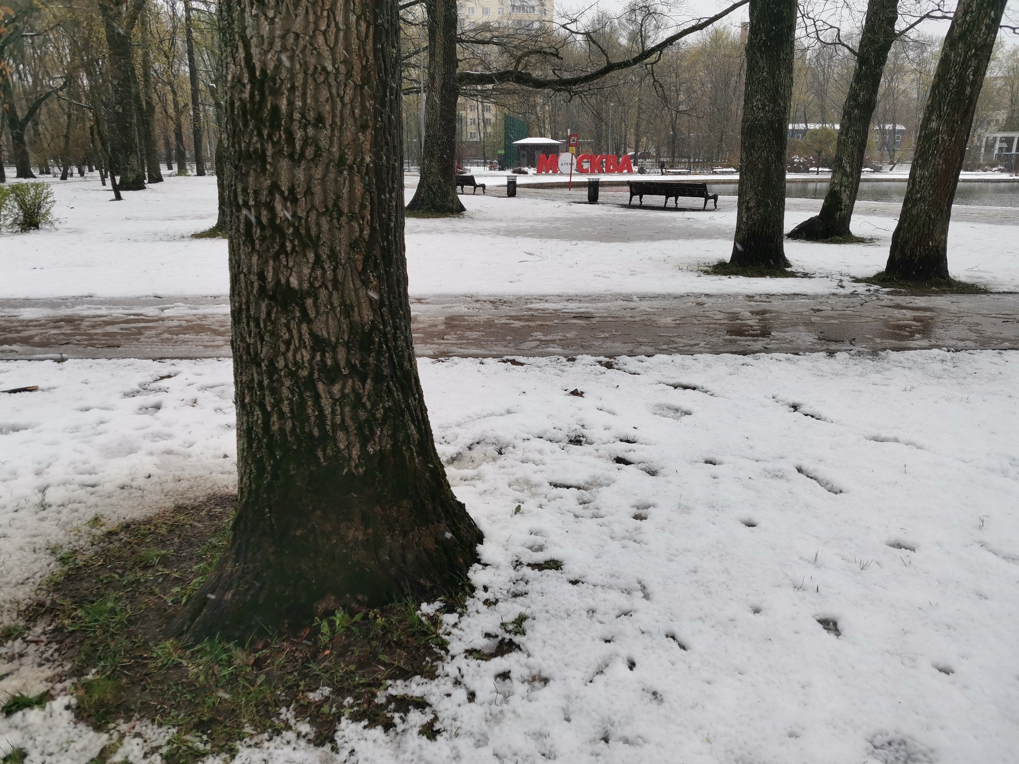 This image captures a park scene in Moscow, Russia, under overcast conditions, likely during late winter or early spring due to the bare trees and ground covered in winter precipitation.
In the foreground, a large tree trunk dominates the left side, its rough bark textured and dark. Around its base, patches of green grass are visible amidst the lingering white coating. The ground across the scene is partially covered with scattered snow or small pellets of ice, possibly hail or graupel, mixed with slush and exposed dirt, indicating recent or ongoing precipitation. A damp, dark path or road stretches horizontally across the midground, separating the foreground from the rest of the park.
Beyond the path, more trees with bare branches stand, and further back, a body of water, likely a pond or lake, is visible. On the far side of this water, urban elements become more prominent. Large, red capital letters spelling "МОСКВА" (Moscow) are a central feature, clearly marking the location. Below this sign, a smaller white sign with partially visible text reads "ДУБКИ", referring to a park in Moscow. Nearby, dark park benches and trash cans are placed on a cleared area, and a small, light-colored building or kiosk is also visible. In the distant background, several multi-story buildings can be seen through the sparse tree canopy.
The overall impression is one of a quiet, somewhat raw, and chilly daytime environment, characteristic of an abrupt weather change in early spring. No people are visibly engaged in activity.