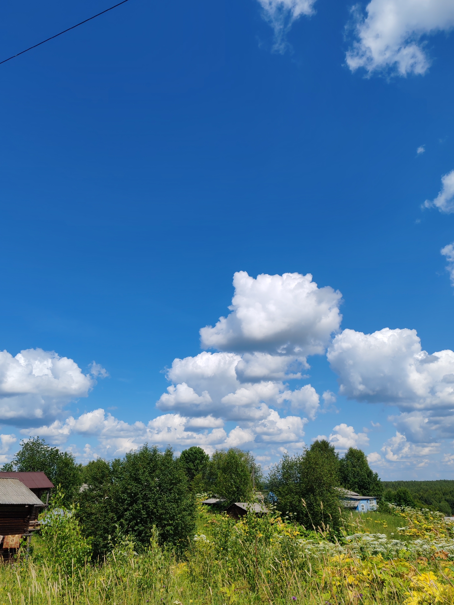 This is a landscape photograph taken in Chukhloma, Russia, under a bright, clear blue sky dotted with fluffy white cumulus clouds. The foreground is dominated by tall green grasses and wildflowers in bloom, with some dry straw mixed in. Behind the vegetation, a collection of rural buildings is visible.
On the left, a dark wooden structure, possibly a shed or an old house with a metal roof, is partially obscured by trees and foliage. A patterned rug or tapestry is hanging on the side of this structure. Further to the right, a cluster of dense green trees forms a backdrop.
In the middle ground, more trees of varying heights are scattered across a gentle slope. A small, weathered wooden structure with a grey roof is nestled among the trees. To the right of these trees, a long, light blue building with white trim and windows stands prominently, suggesting a more modern dwelling.
The background consists of a dense line of dark green trees stretching across the horizon, indicating a forest or wooded area. The overall scene depicts a rural summer day with vibrant greenery and a serene, natural environment.