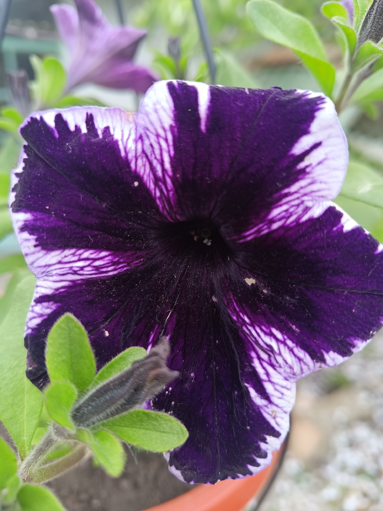 The image shows a close-up of a purple and white petunia flower. The flower has five petals with a dark purple base and white edges, with white streaks extending from the edge into the center. The background is slightly blurred, with green leaves visible. A flower bud is at the left of the flower. The image was taken outdoors. No additional information is available about the location.