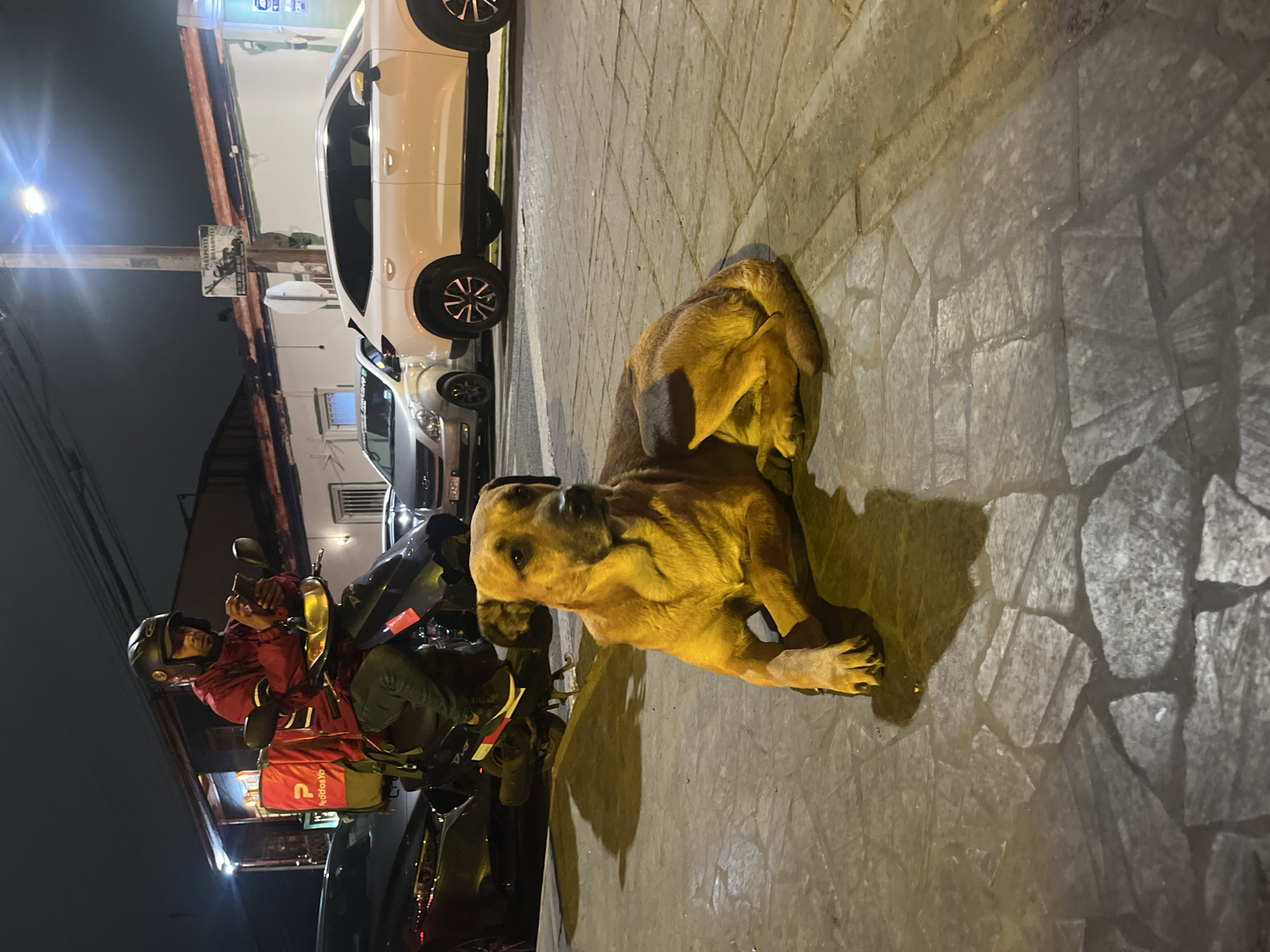 A medium-sized, tan dog lies on a stone-tiled sidewalk at night. The dog is facing the right of the frame with its head turned towards the viewer. Behind the dog, a delivery person on a scooter is looking at their phone. The delivery person is wearing a red jacket and a helmet. The scooter has a red delivery bag with a white logo on the back. In the background, several cars are parked along the street, and a white building with lights is visible. The scene appears to be in an urban environment, possibly Iquique, Chile, given the style of the building and the street.