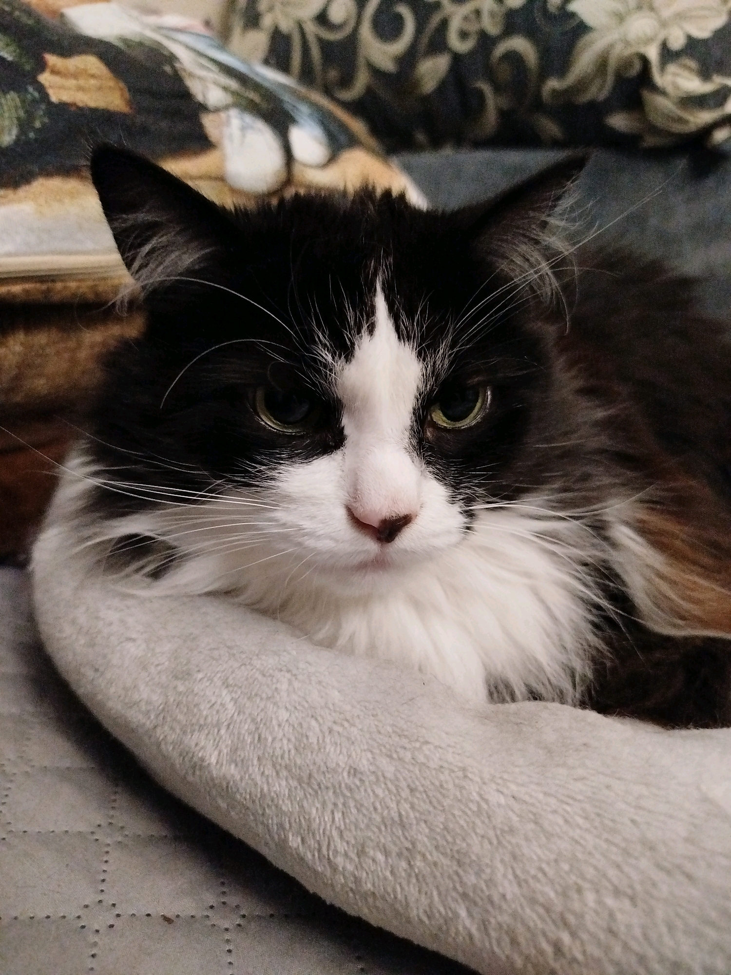 A close-up shot captures a black and white cat lying down, with its head resting on a light gray pet bed. The cat has long fur, with black markings on its ears and back, and a white face with black patches around its eyes. Its eyes are a light green color, and its nose is pink. The background is blurred, showing hints of patterned pillows or fabric. The lighting is soft, creating a relaxed atmosphere.
