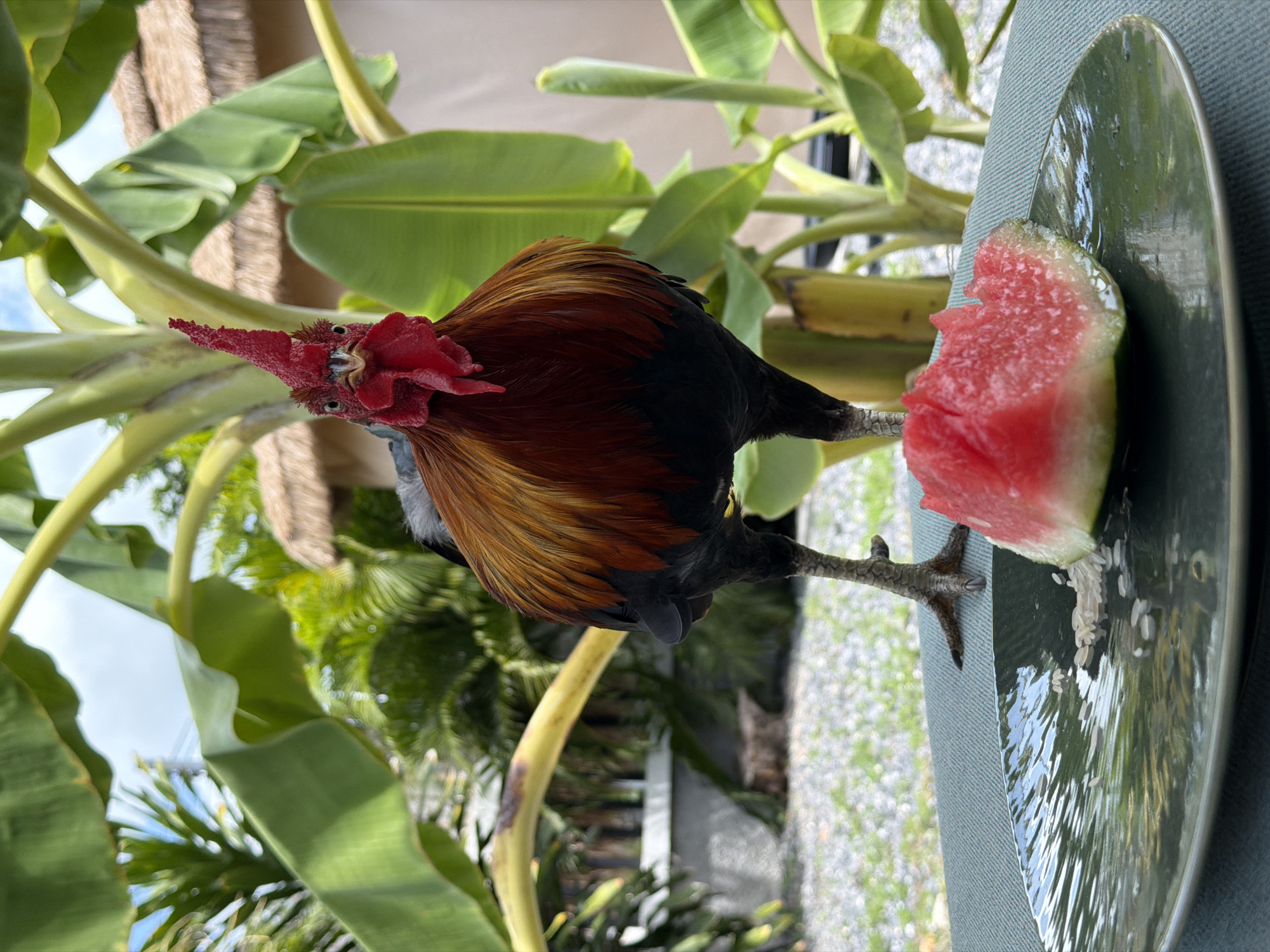 A rooster stands on a table with a slice of watermelon and some rice on a plate. The rooster has red comb and wattles, and its feathers are a mix of brown, black, and gold. In the background, there are large banana leaves and a thatched roof building, suggesting a tropical outdoor setting, likely in Baan Bo Phut, Thailand. The ground is covered in small stones and grass. The rooster is facing the camera, and the watermelon is in the foreground.